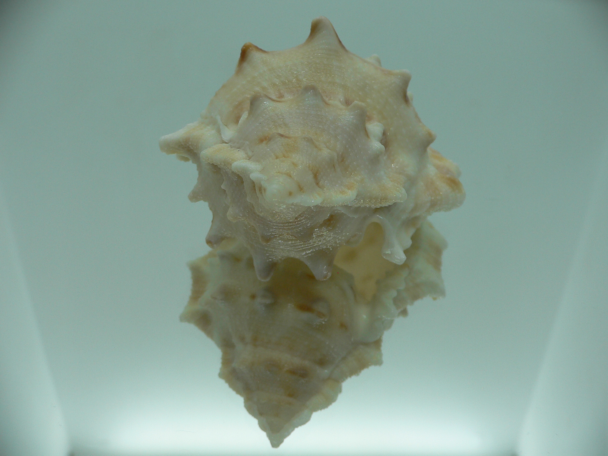 Bufonaria crimena MASSIVE & HEAVY