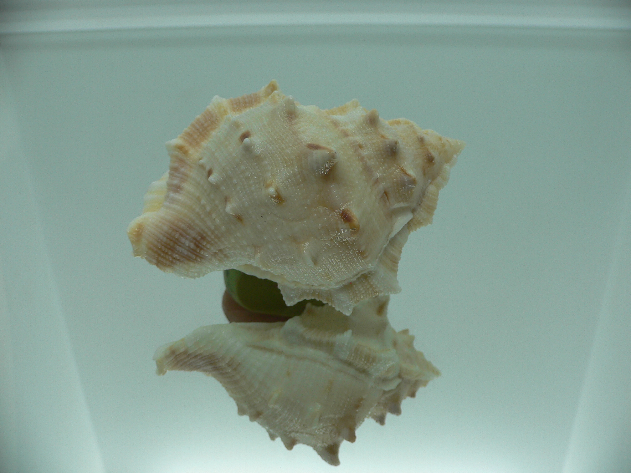 Bufonaria crimena MASSIVE & HEAVY