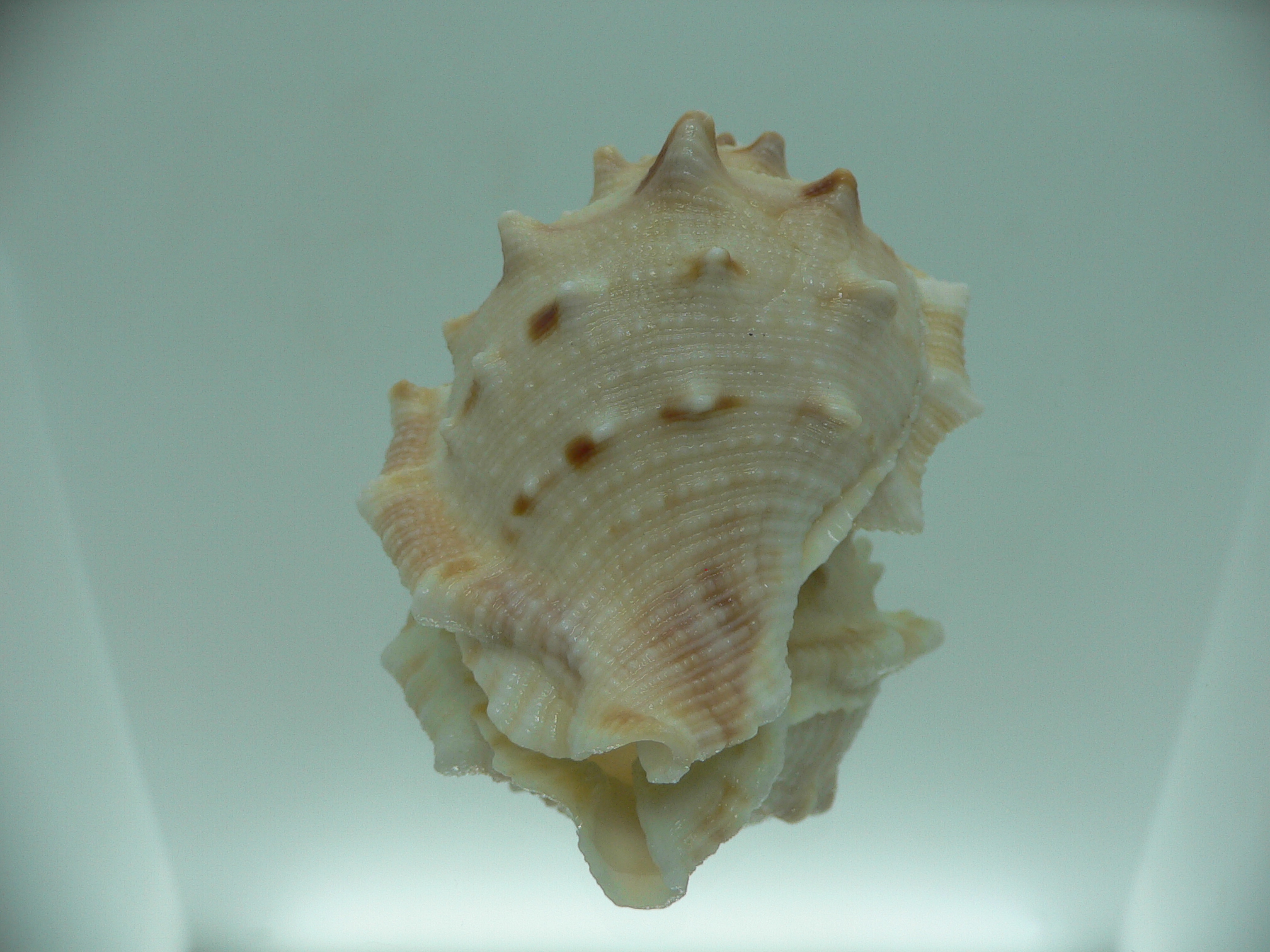 Bufonaria crimena MASSIVE & HEAVY