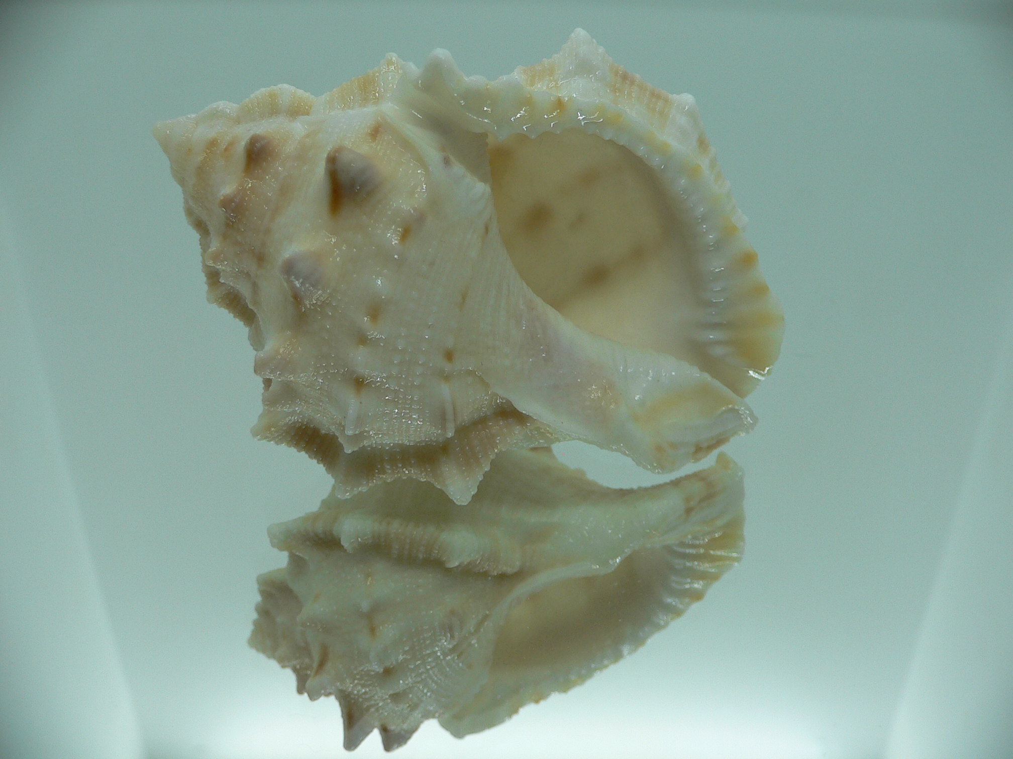 Bufonaria crimena MASSIVE & HEAVY