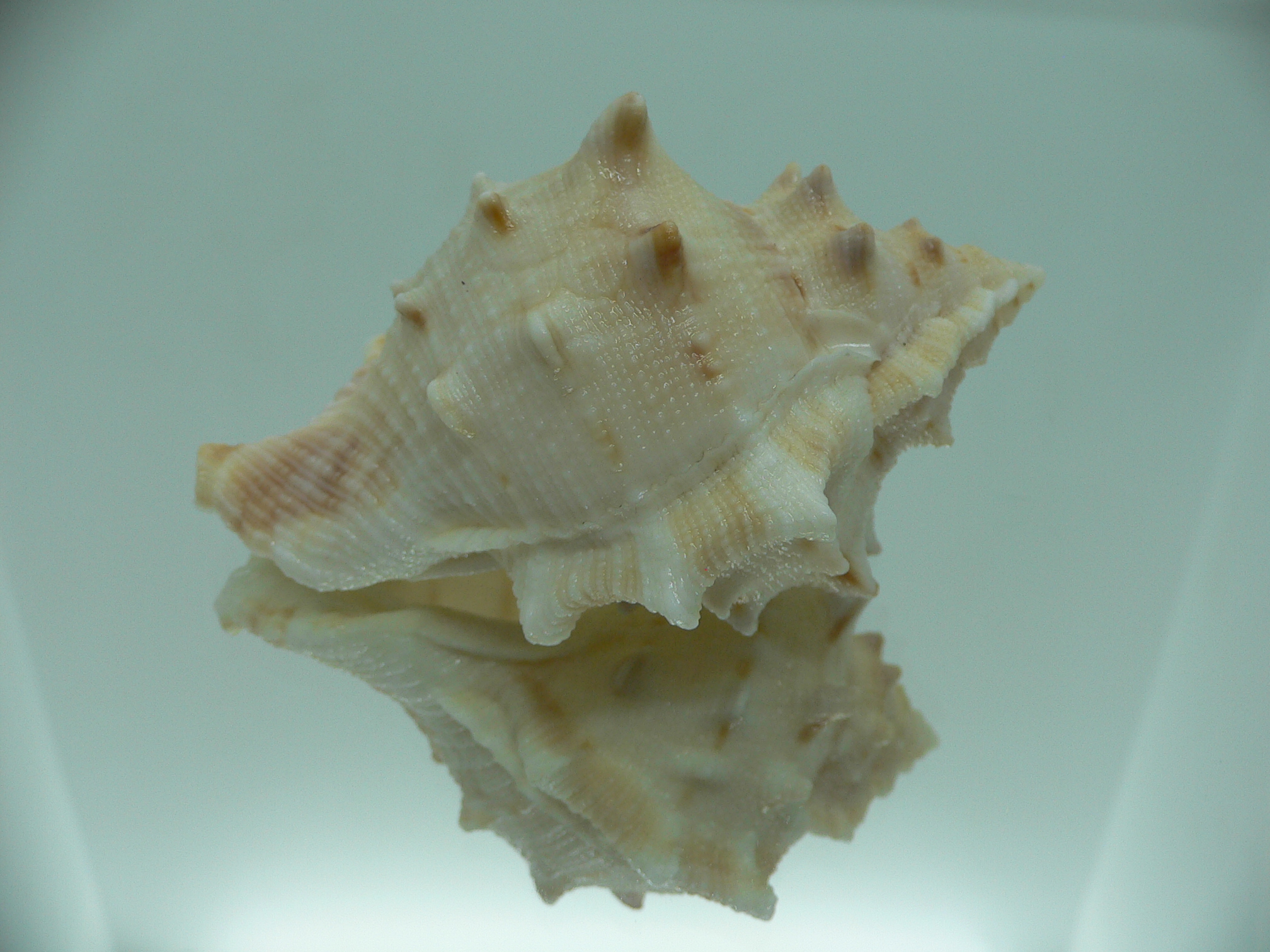 Bufonaria crimena MASSIVE & HEAVY