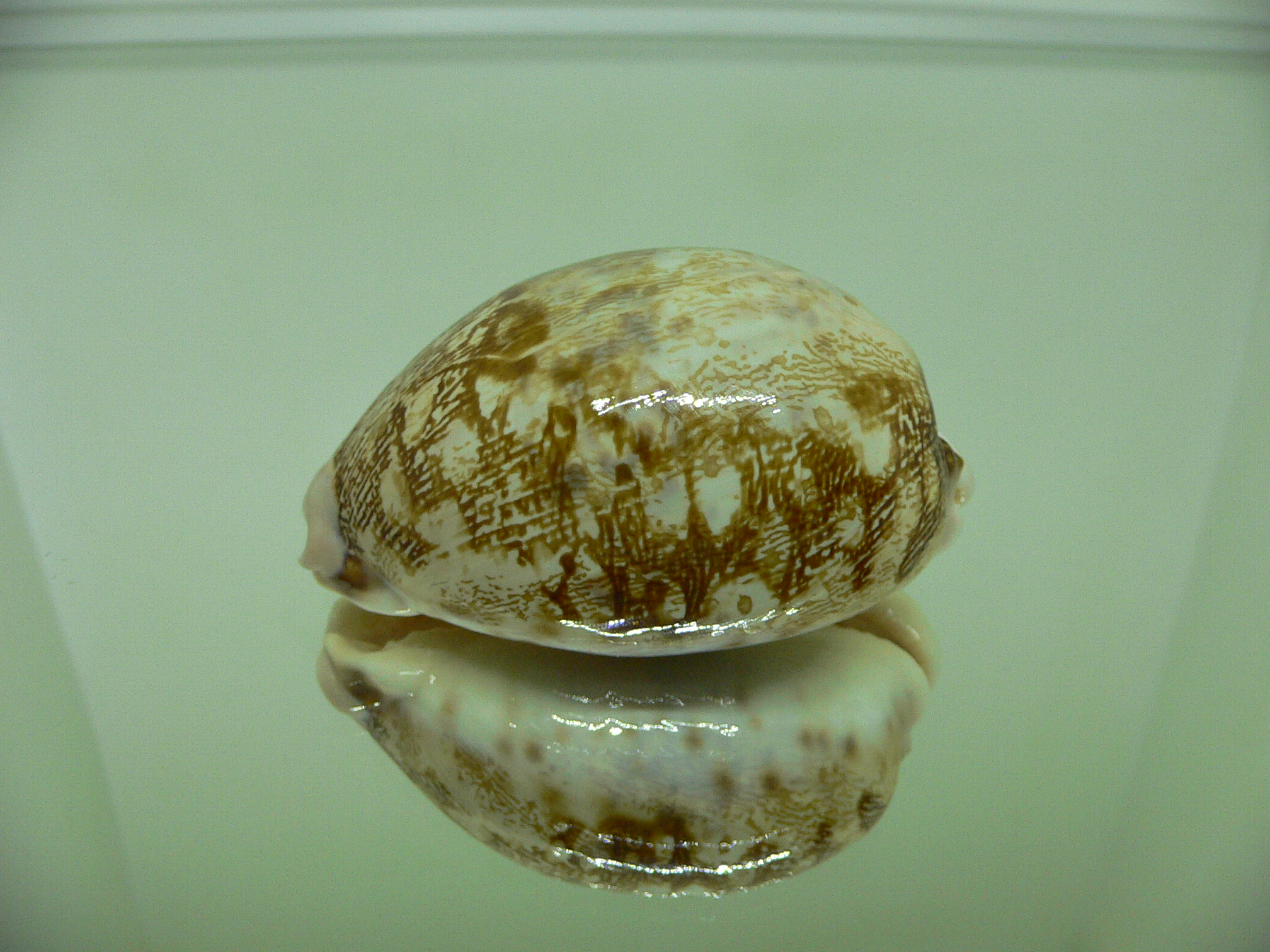 Cypraea geographica maresinica (var.) BIG