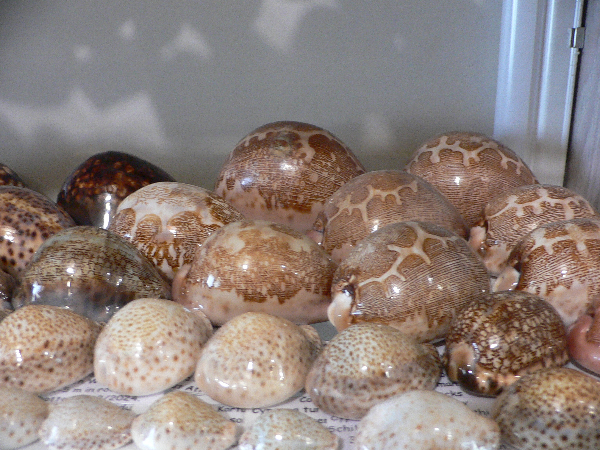 Cypraea geographica maresinica (var.) BIG