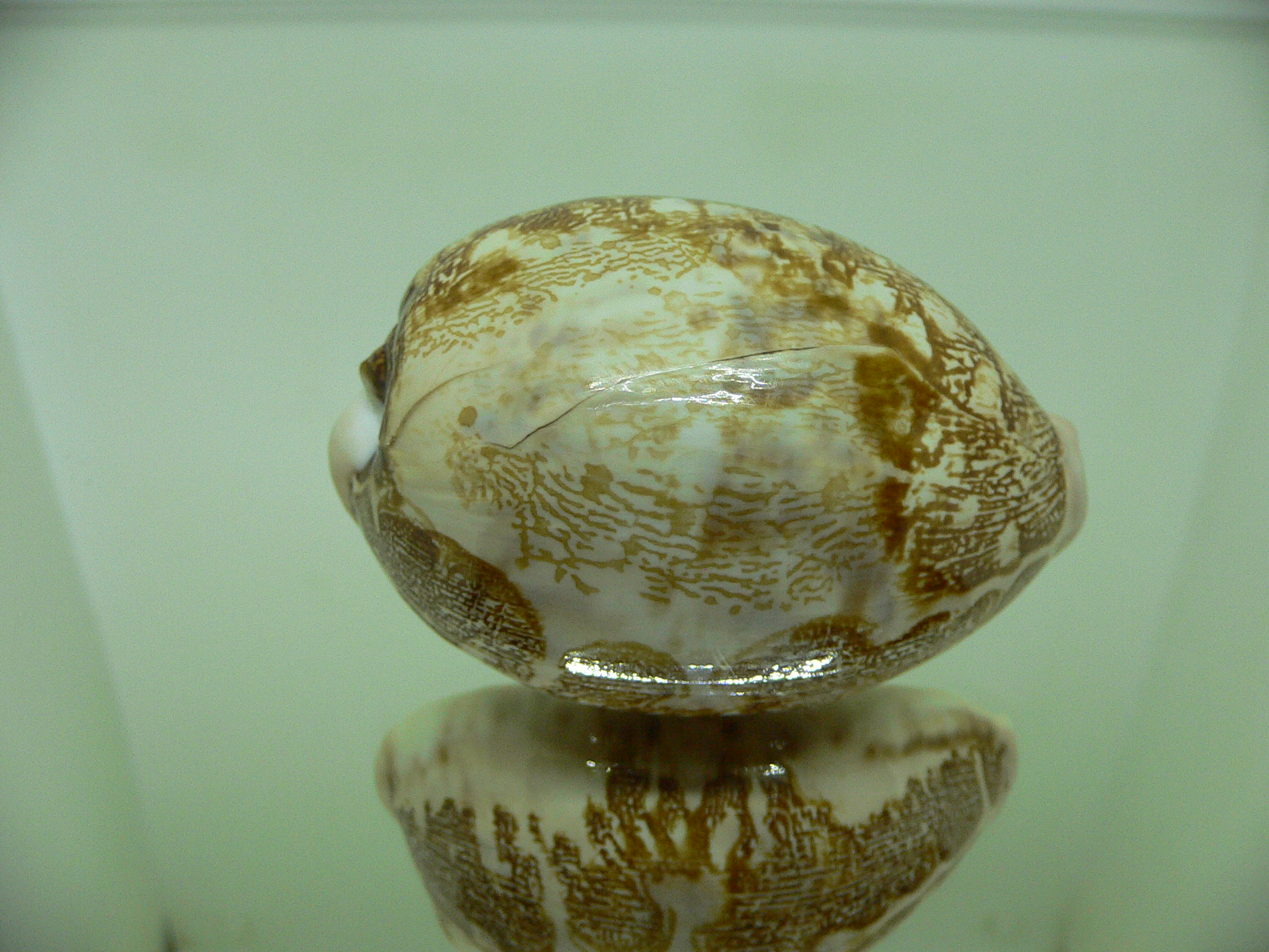 Cypraea geographica maresinica (var.) BIG