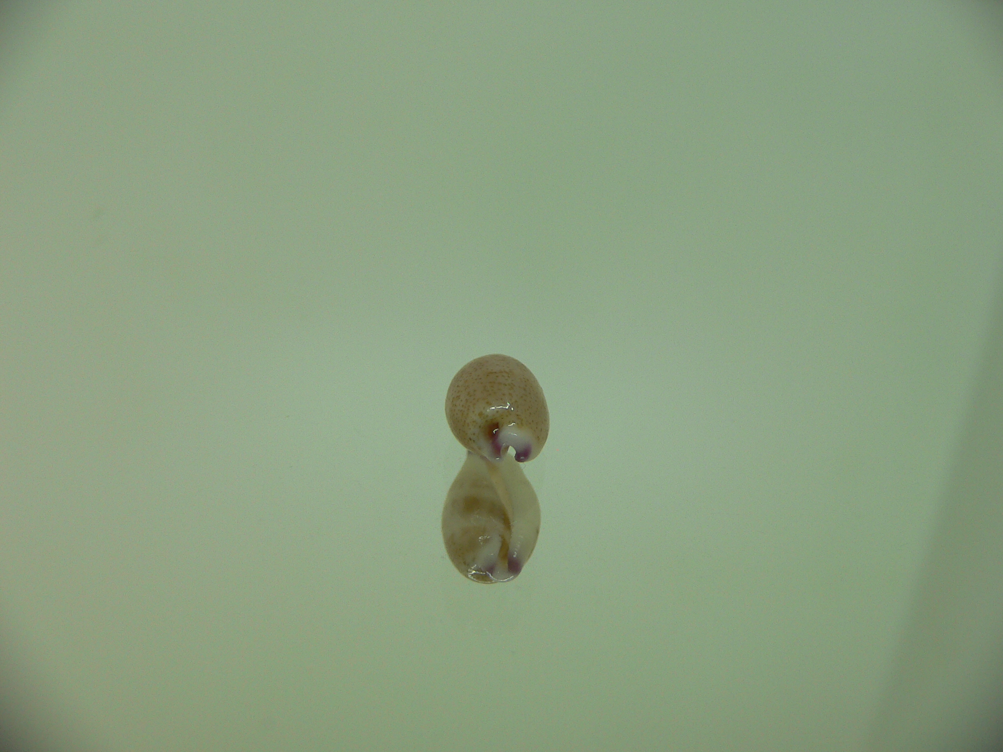 Cypraea microdon microdon 5