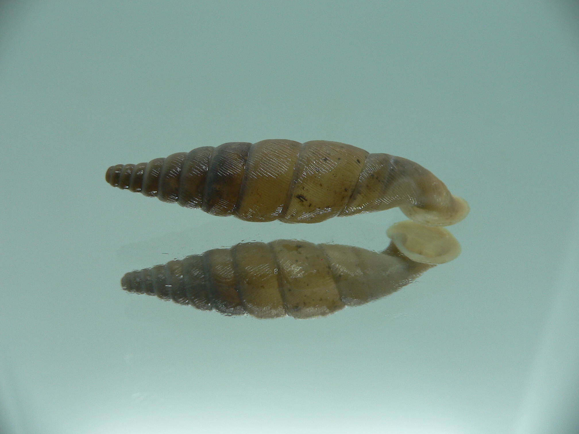 Grandinenia unicolor VERY BIG