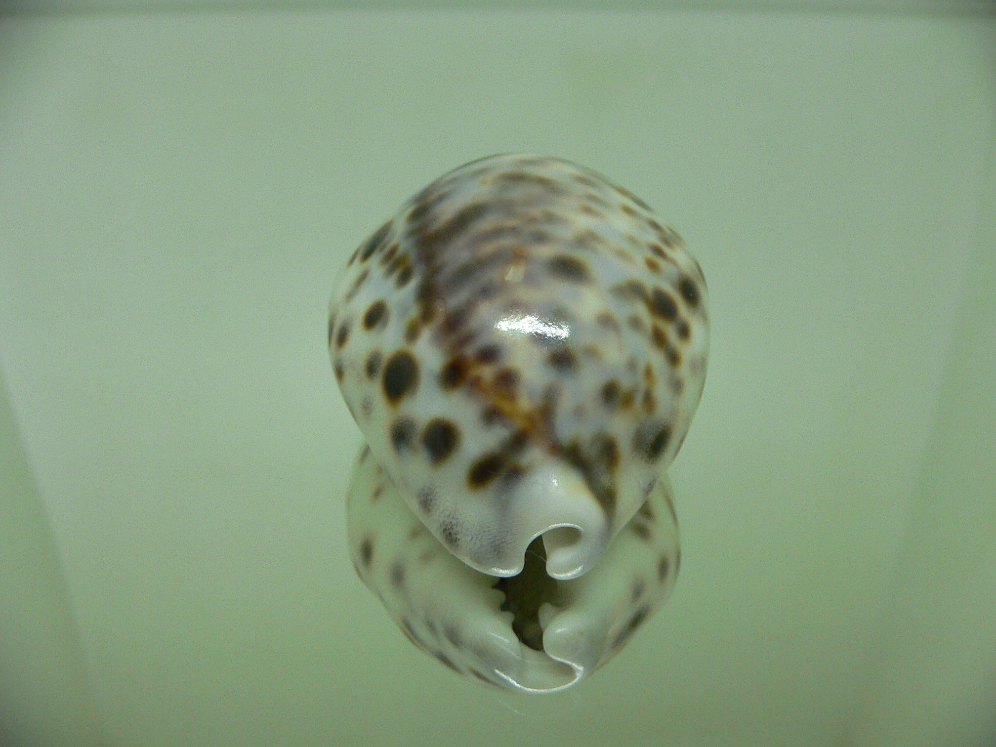 Cypraea tigris hinnulea (var.) HEAVY & WIDE