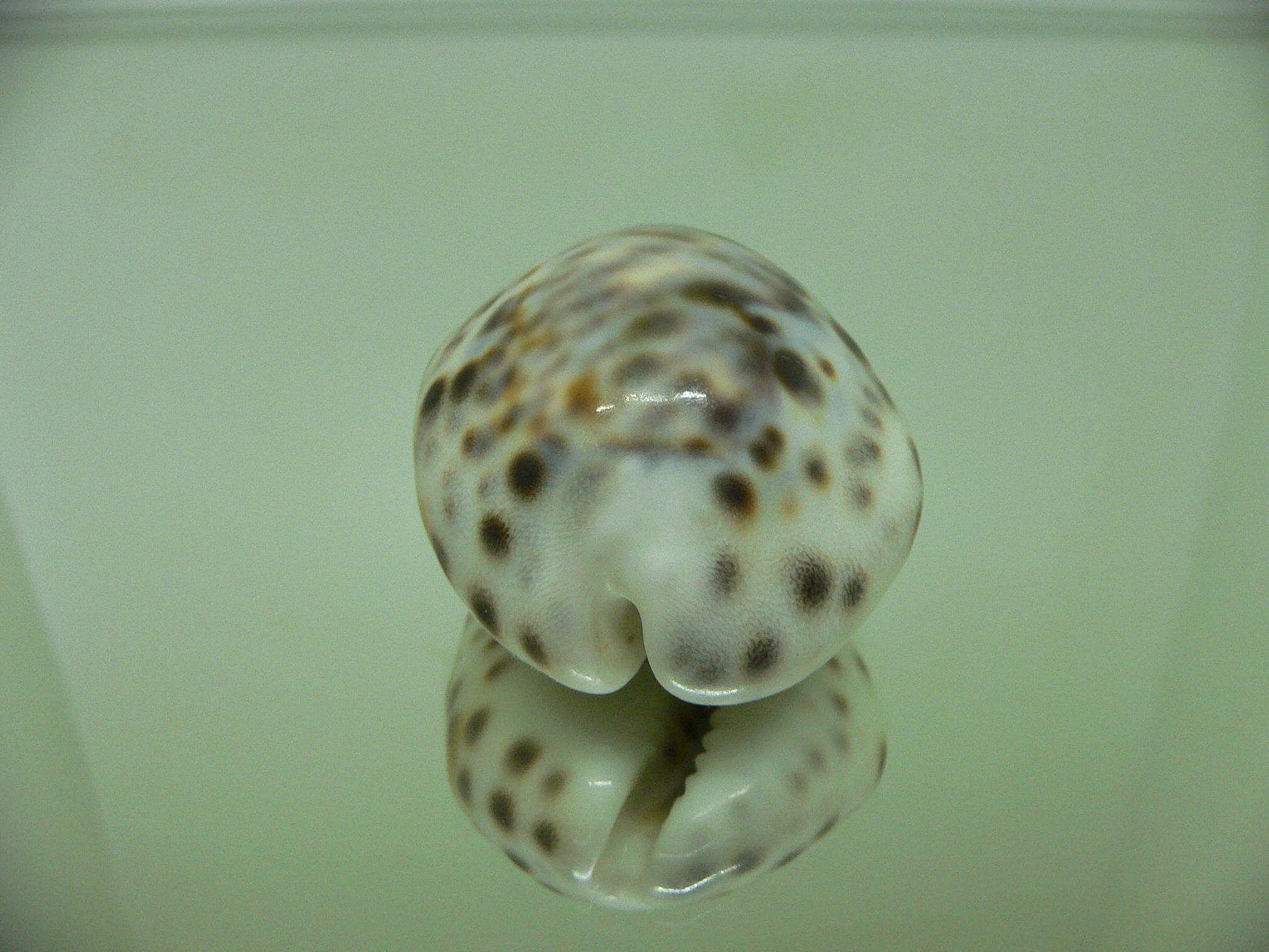 Cypraea tigris hinnulea (var.) HEAVY & WIDE