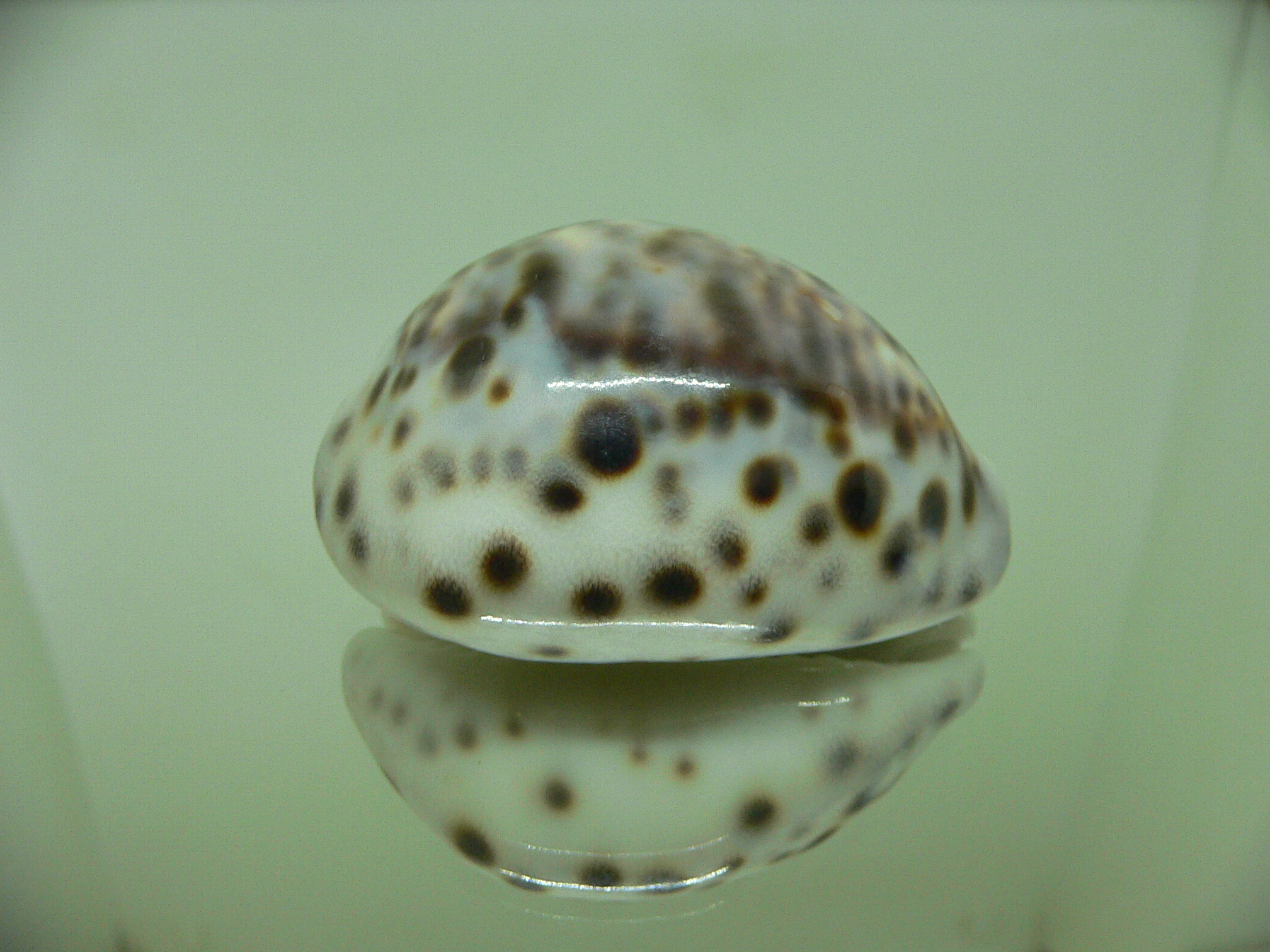 Cypraea tigris hinnulea (var.) HEAVY & WIDE