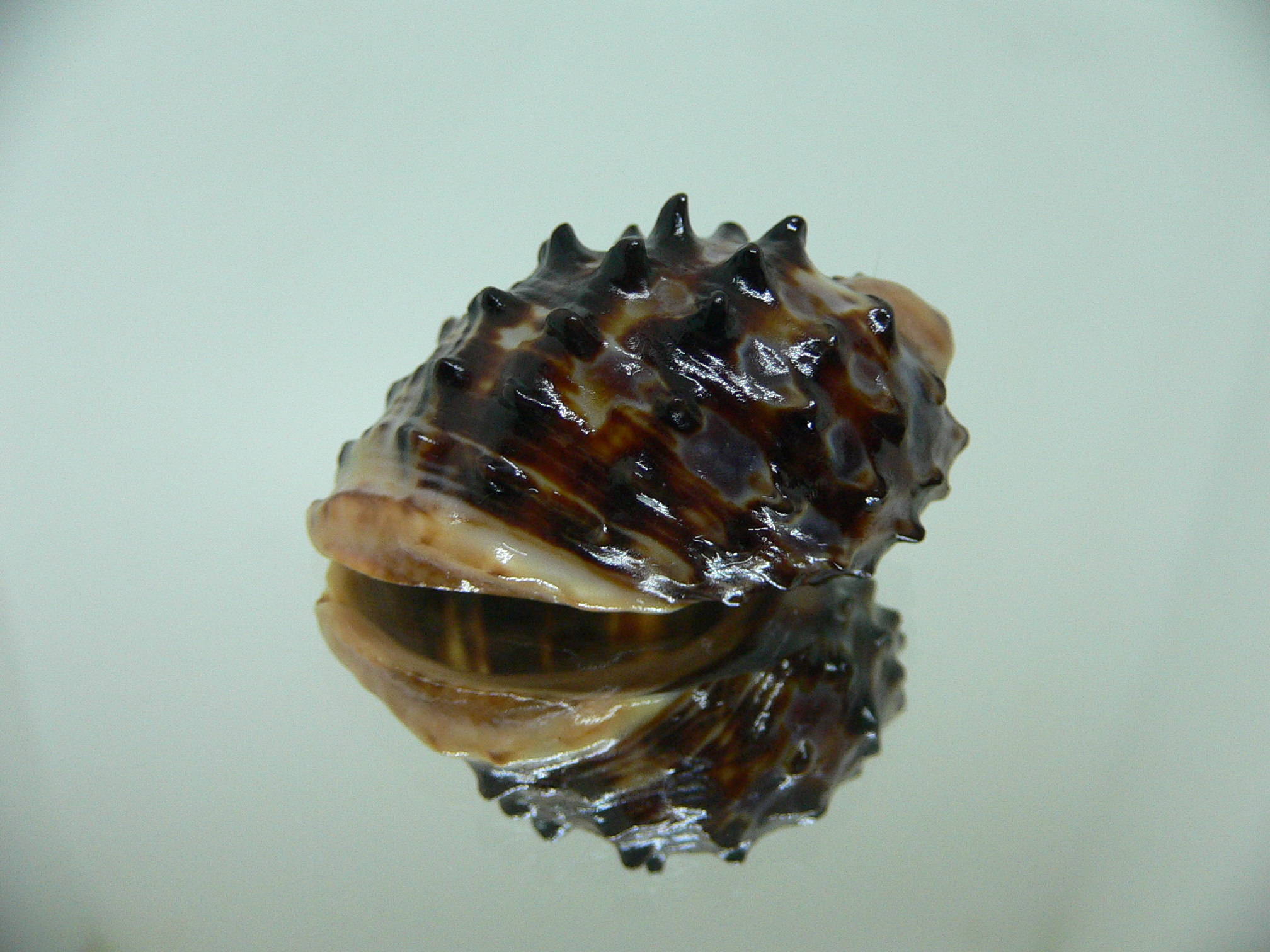 Plicopurpura patula patula 3