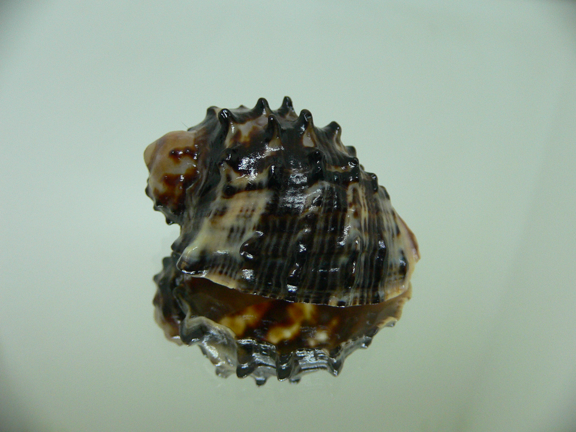 Plicopurpura patula patula 3