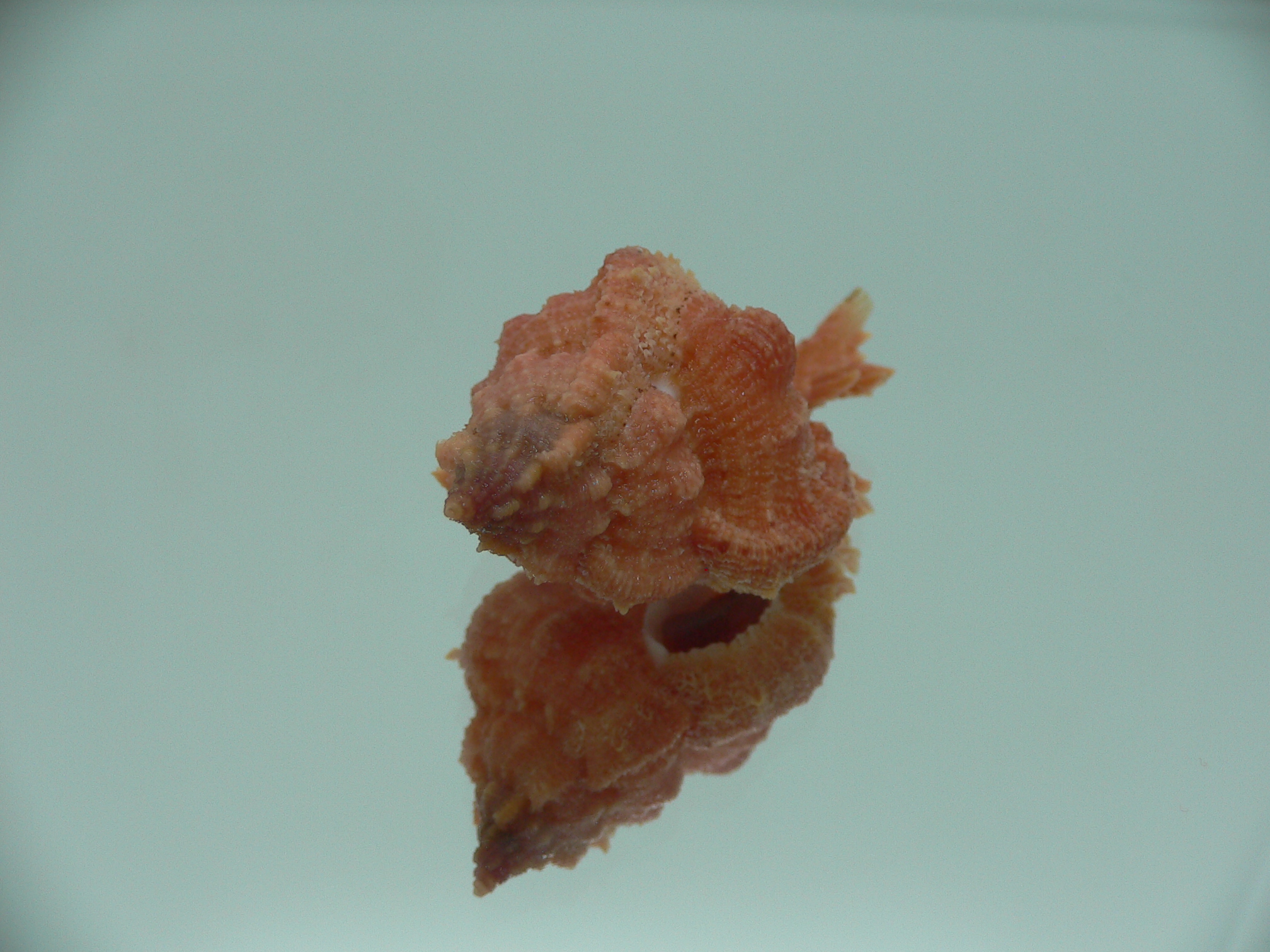 Chicomurex gloriosus RED
