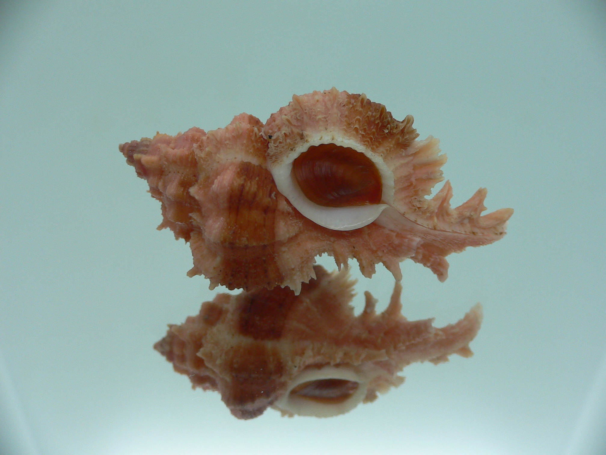 Chicomurex gloriosus BIG & RED-ORANGE