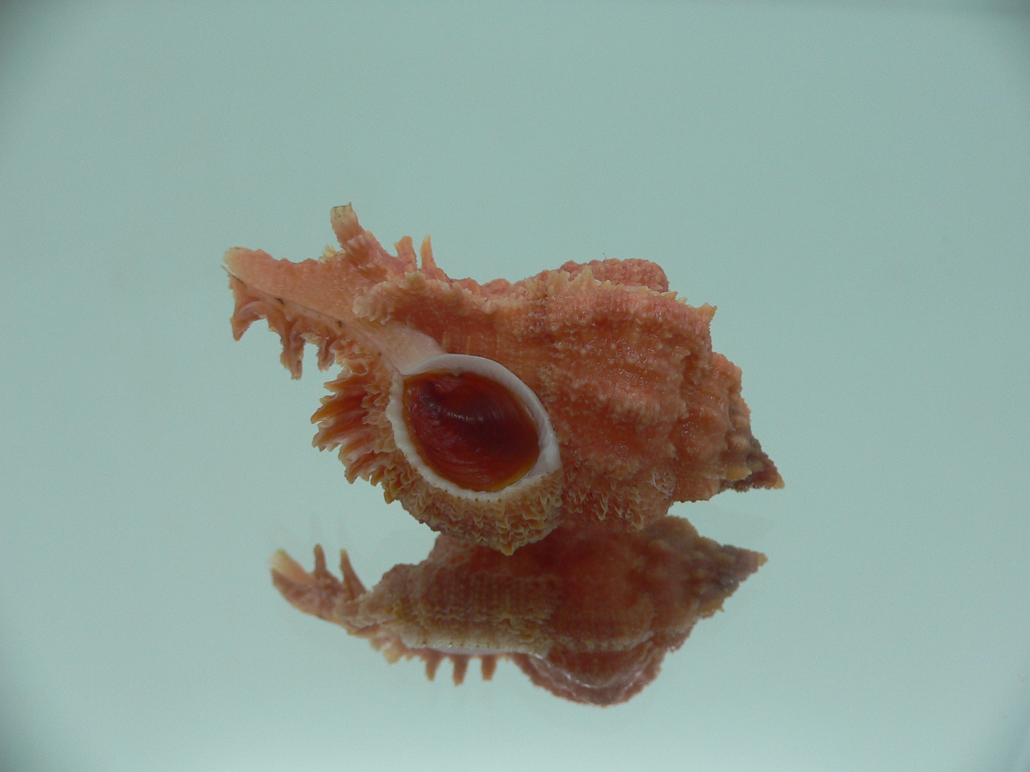 Chicomurex gloriosus RED
