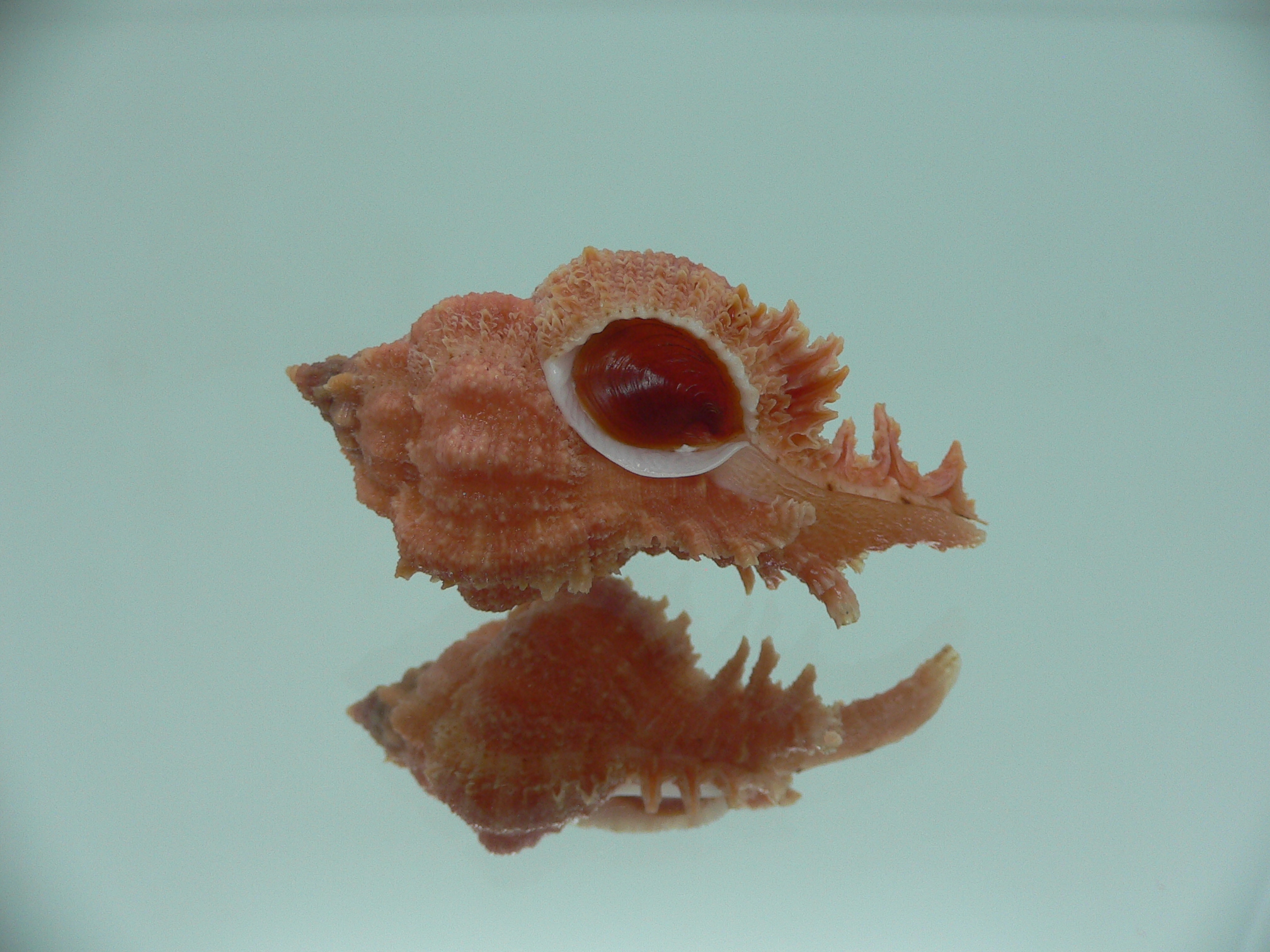 Chicomurex gloriosus RED