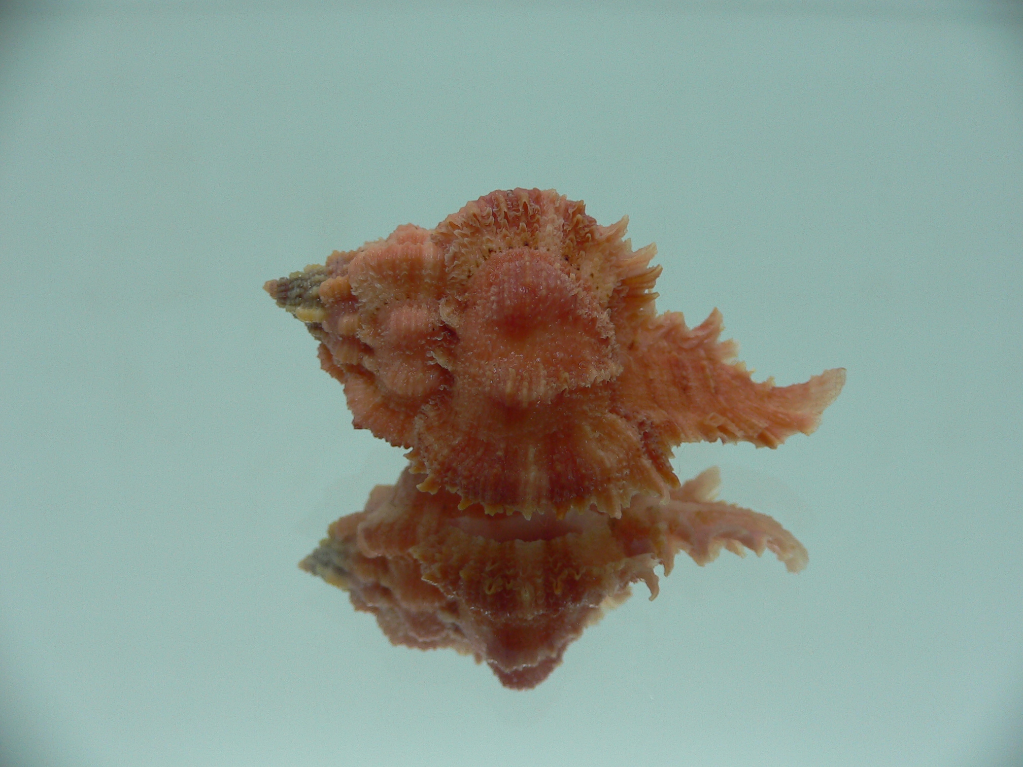 Chicomurex gloriosus RED