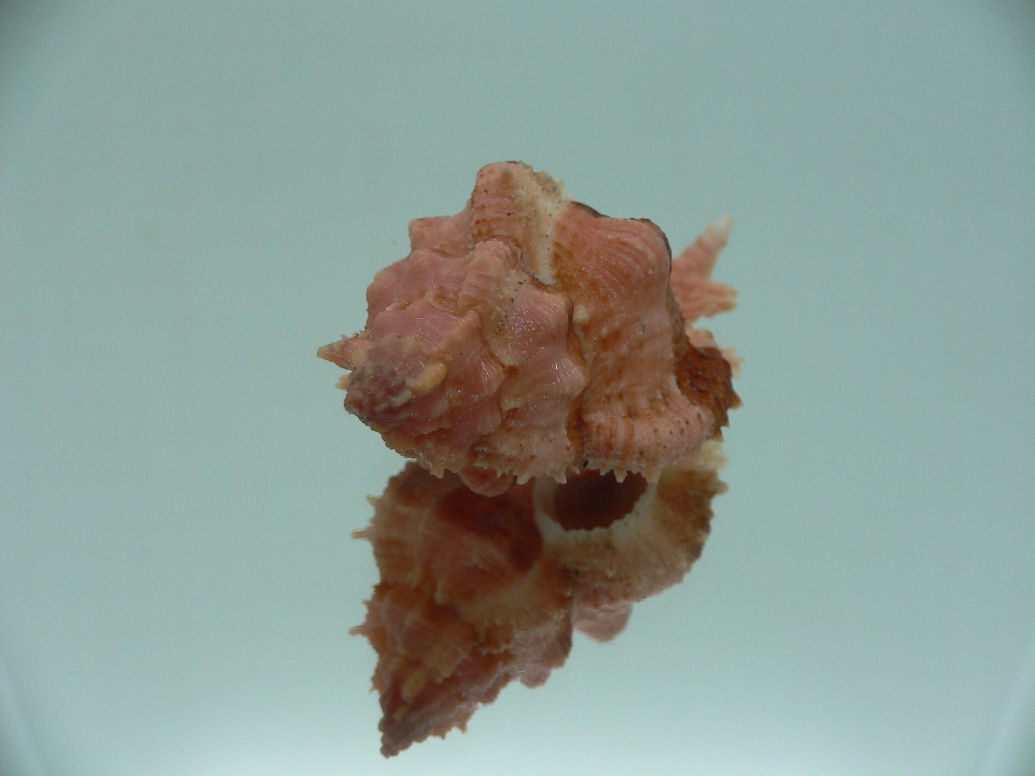 Chicomurex gloriosus BIG & RED-ORANGE