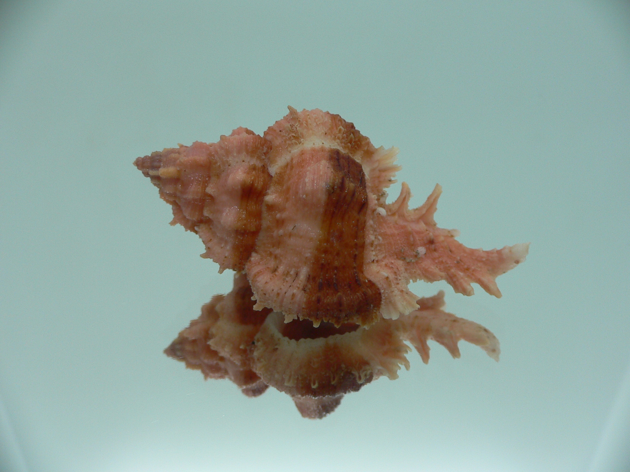 Chicomurex gloriosus BIG & RED-ORANGE