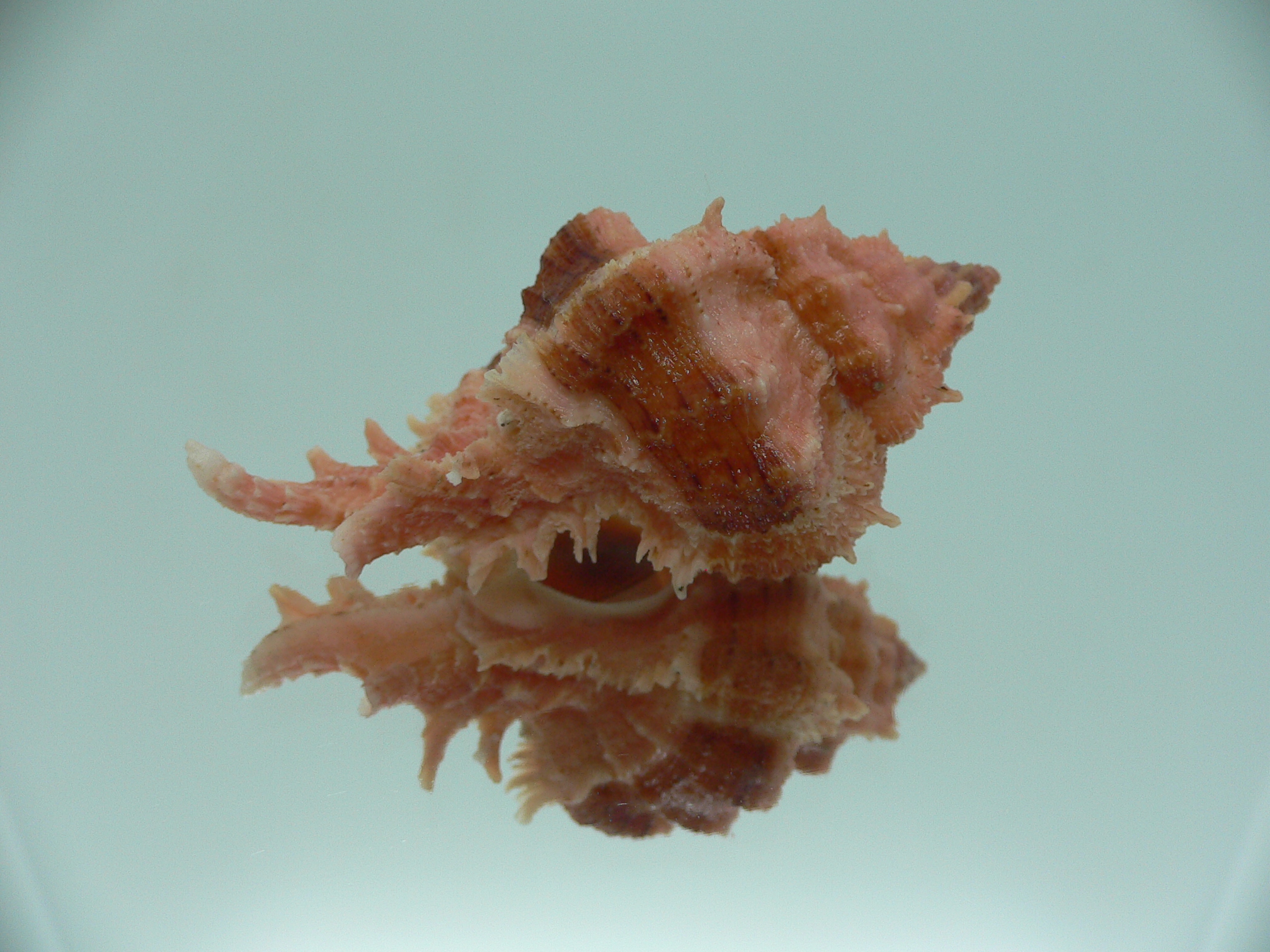 Chicomurex gloriosus BIG & RED-ORANGE