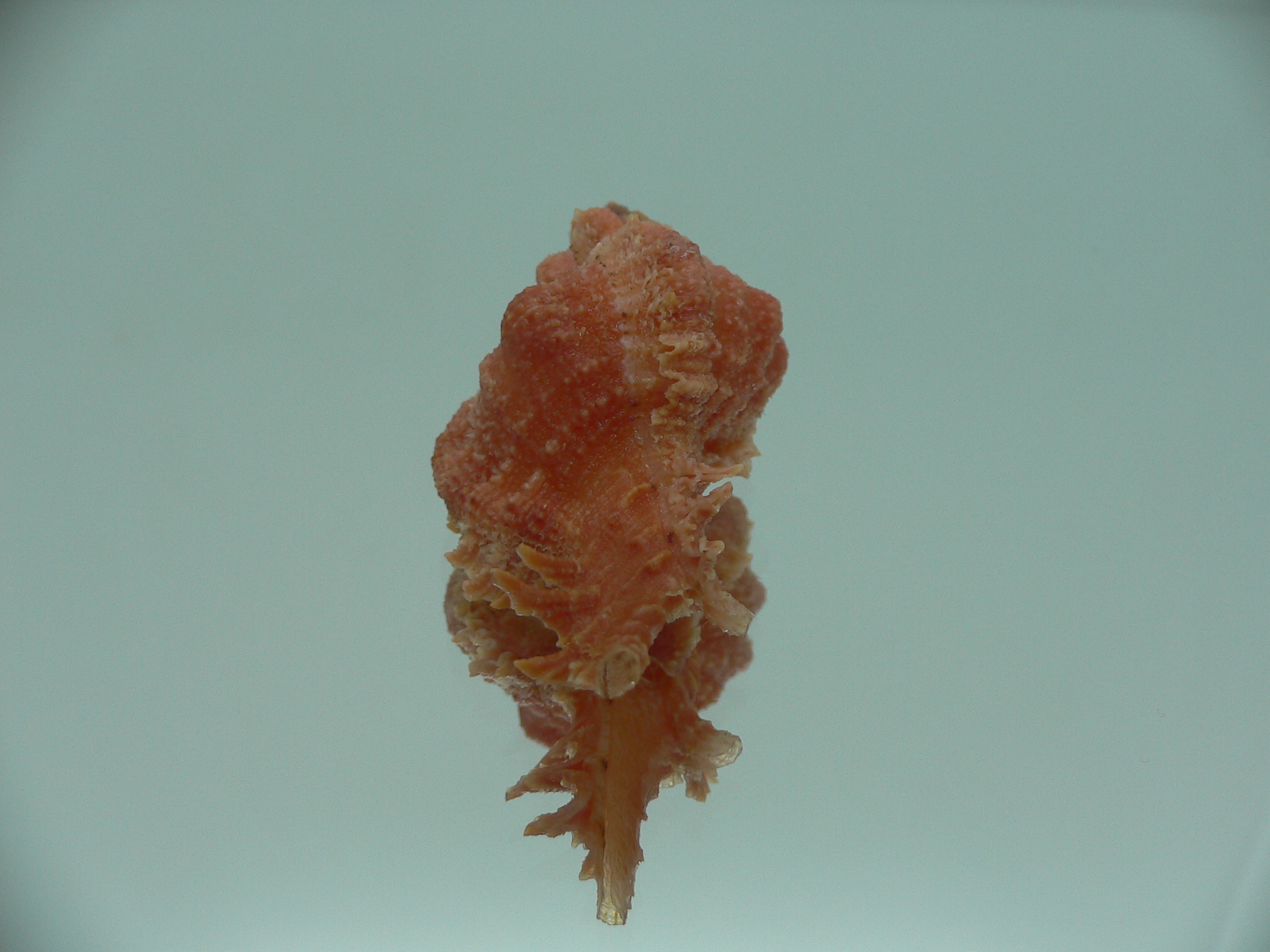 Chicomurex gloriosus RED
