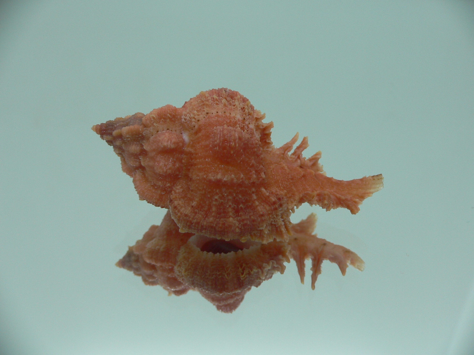 Chicomurex gloriosus RED