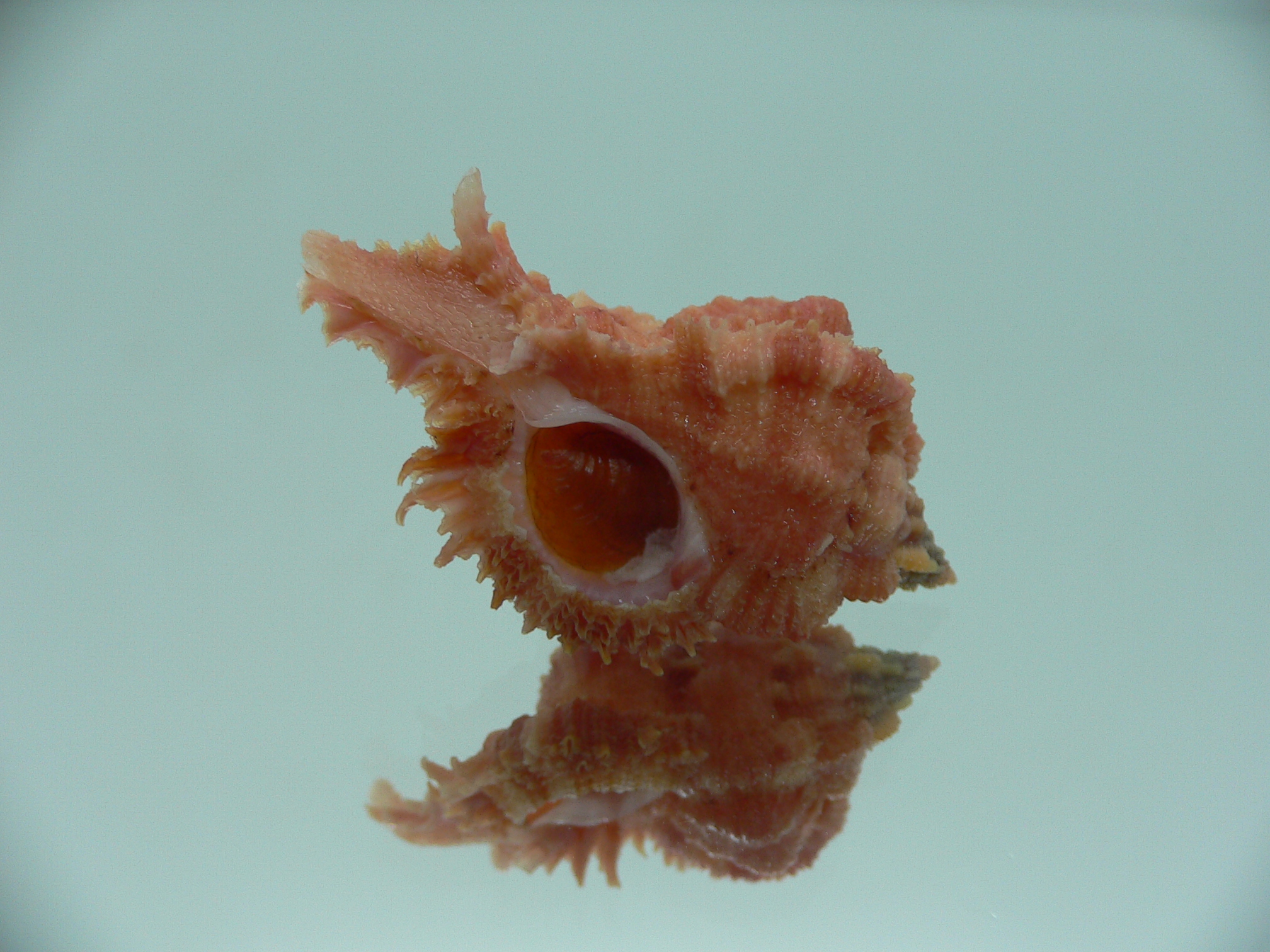 Chicomurex gloriosus RED