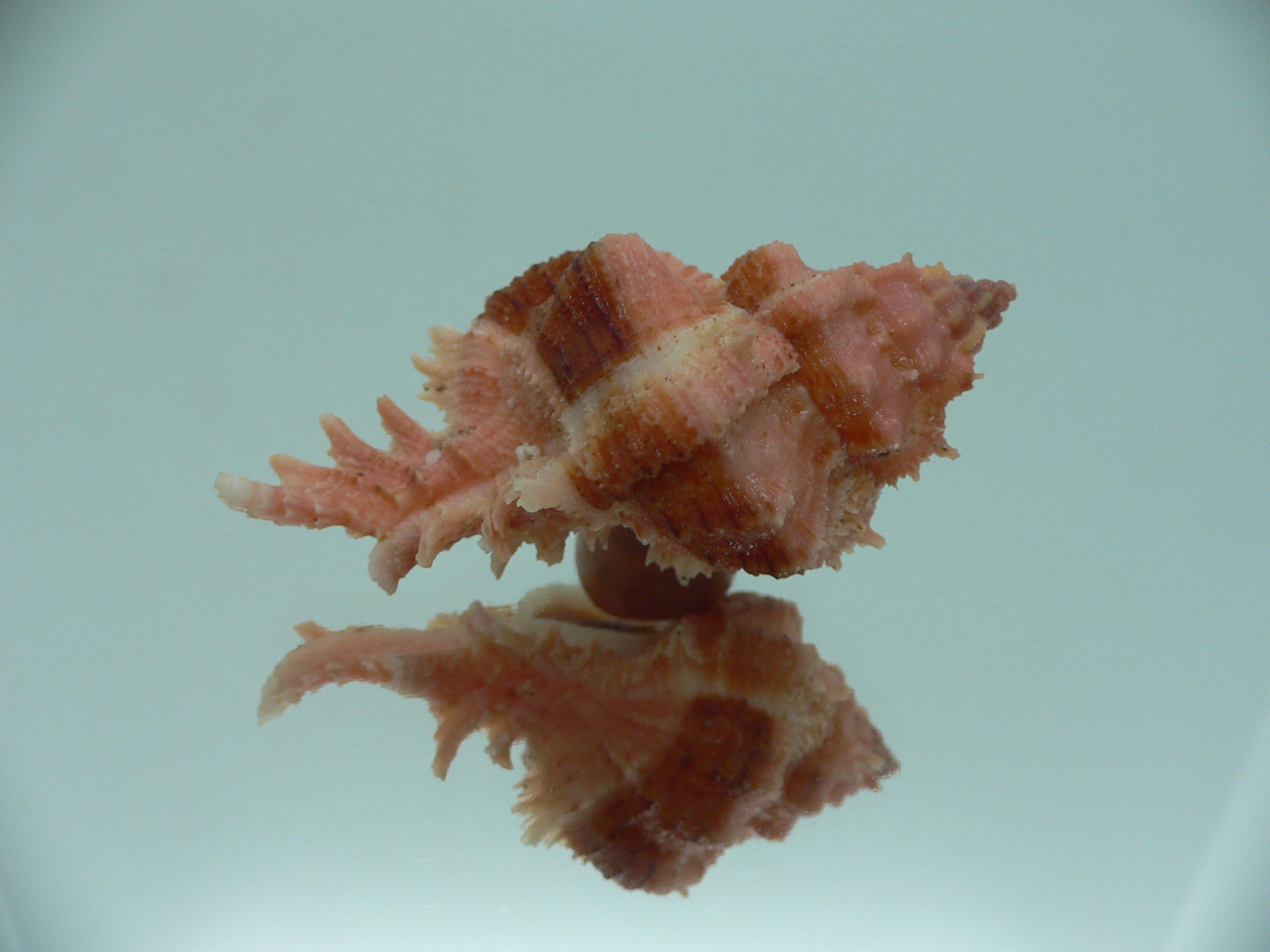 Chicomurex gloriosus BIG & RED-ORANGE
