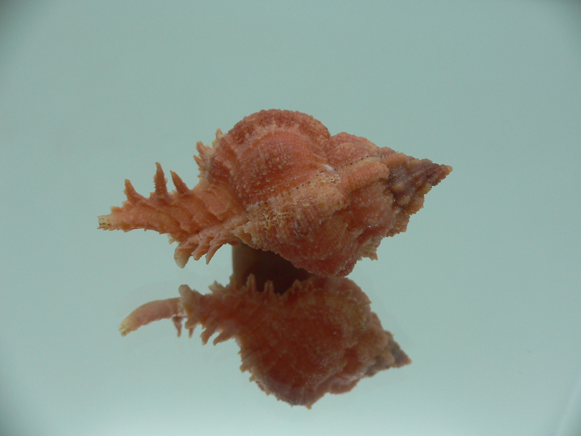 Chicomurex gloriosus RED