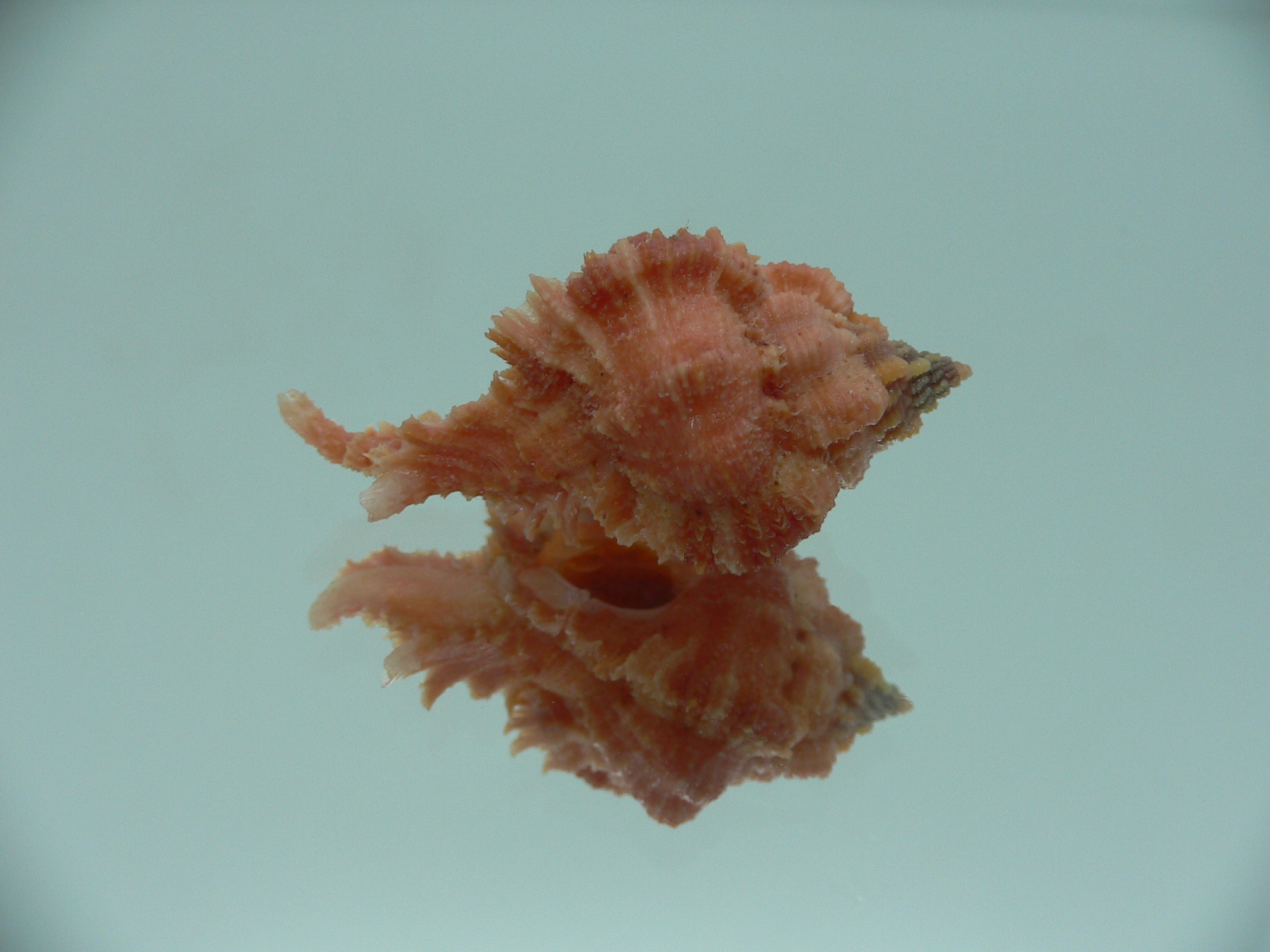 Chicomurex gloriosus RED