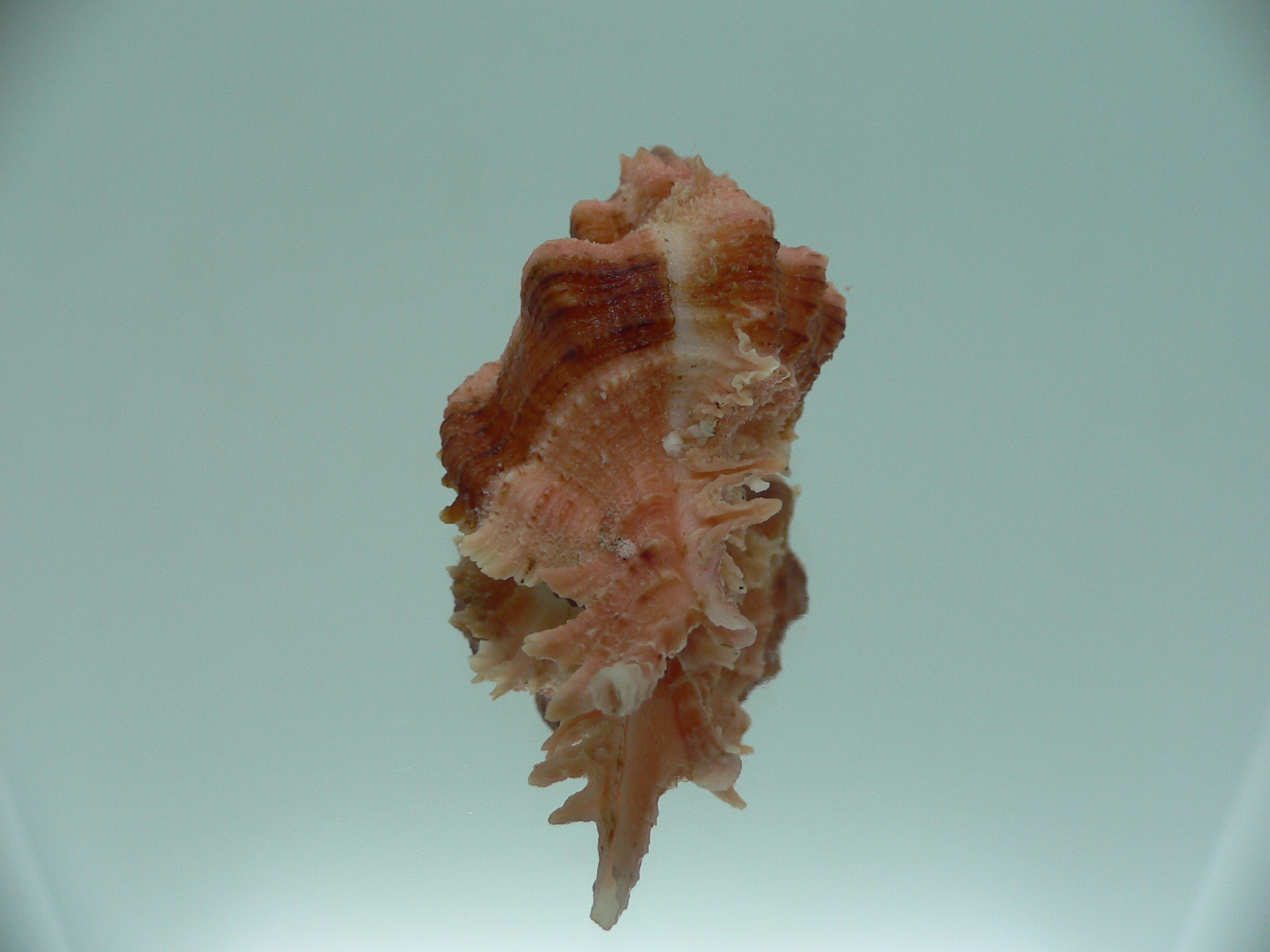 Chicomurex gloriosus BIG & RED-ORANGE