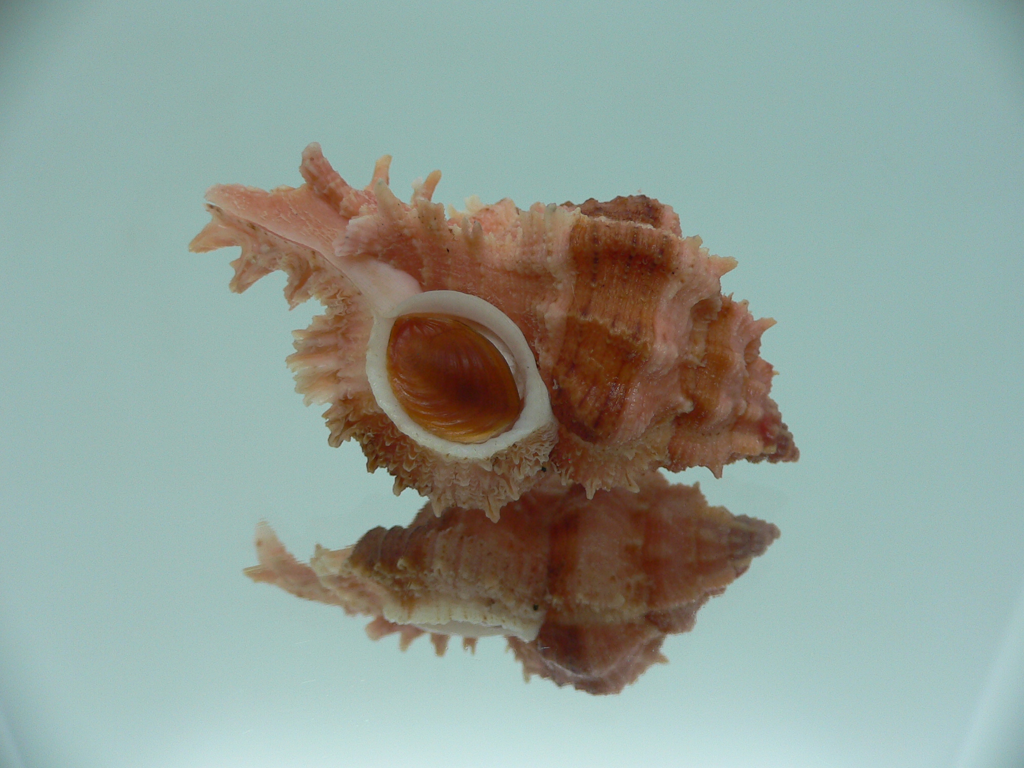 Chicomurex gloriosus BIG & RED-ORANGE