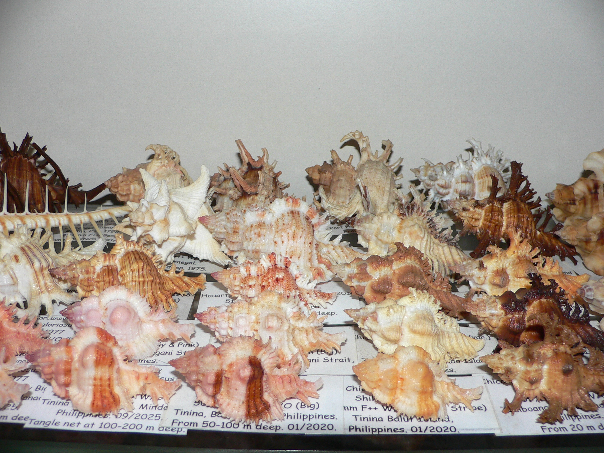 Chicomurex gloriosus RED