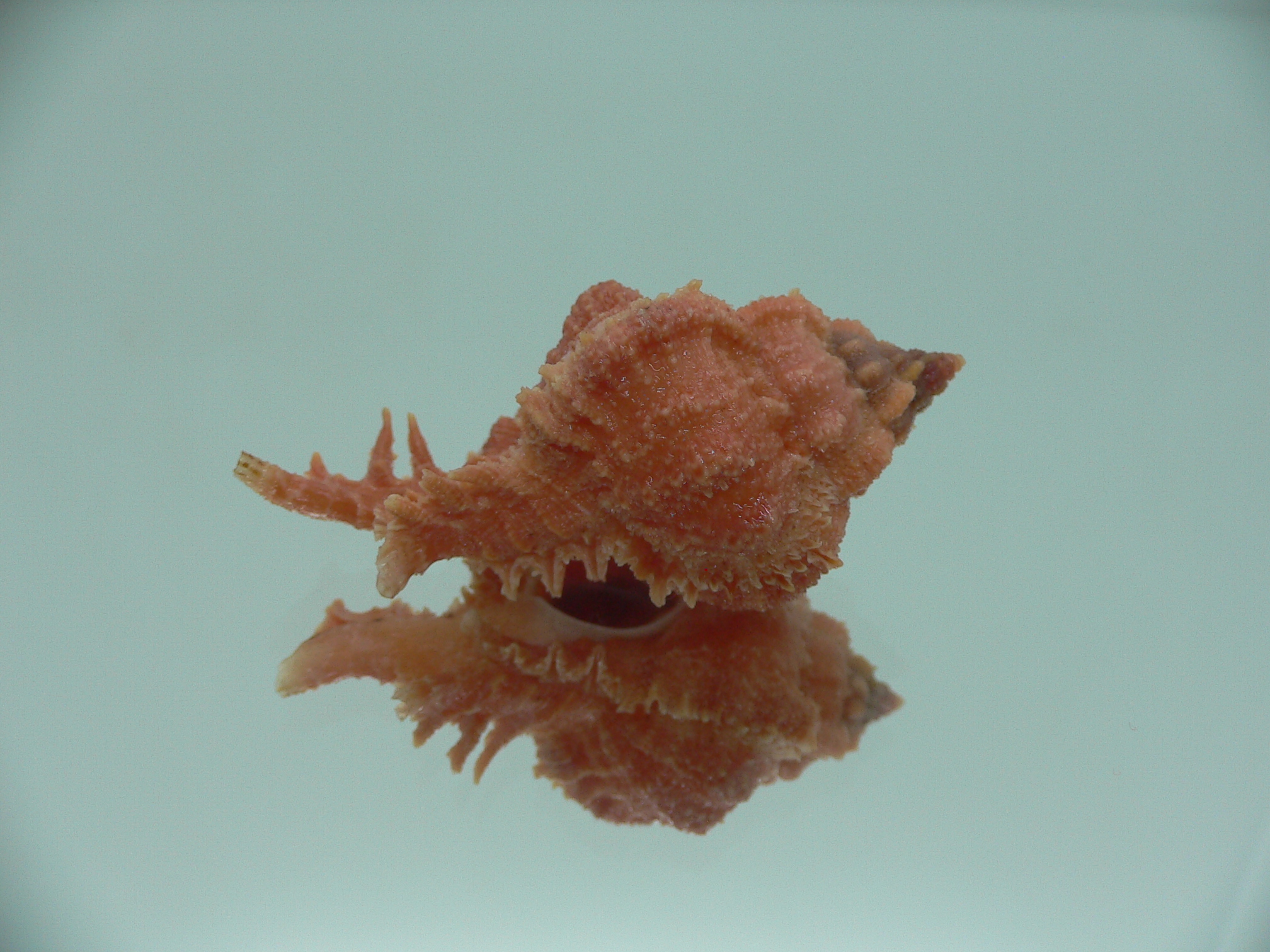 Chicomurex gloriosus RED