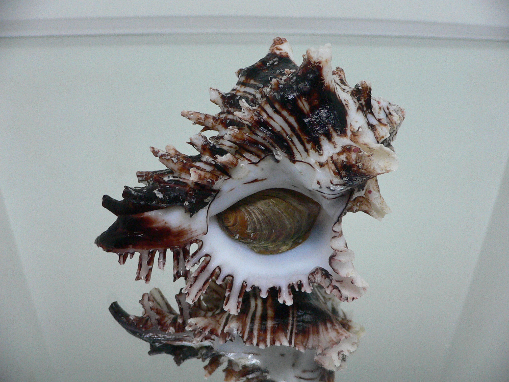 Hexaplex princeps DARK