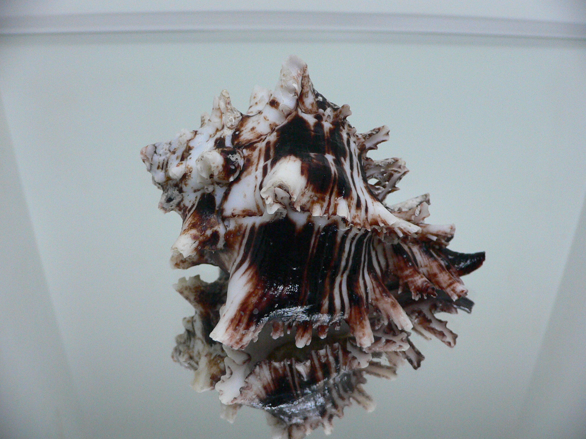 Hexaplex princeps DARK