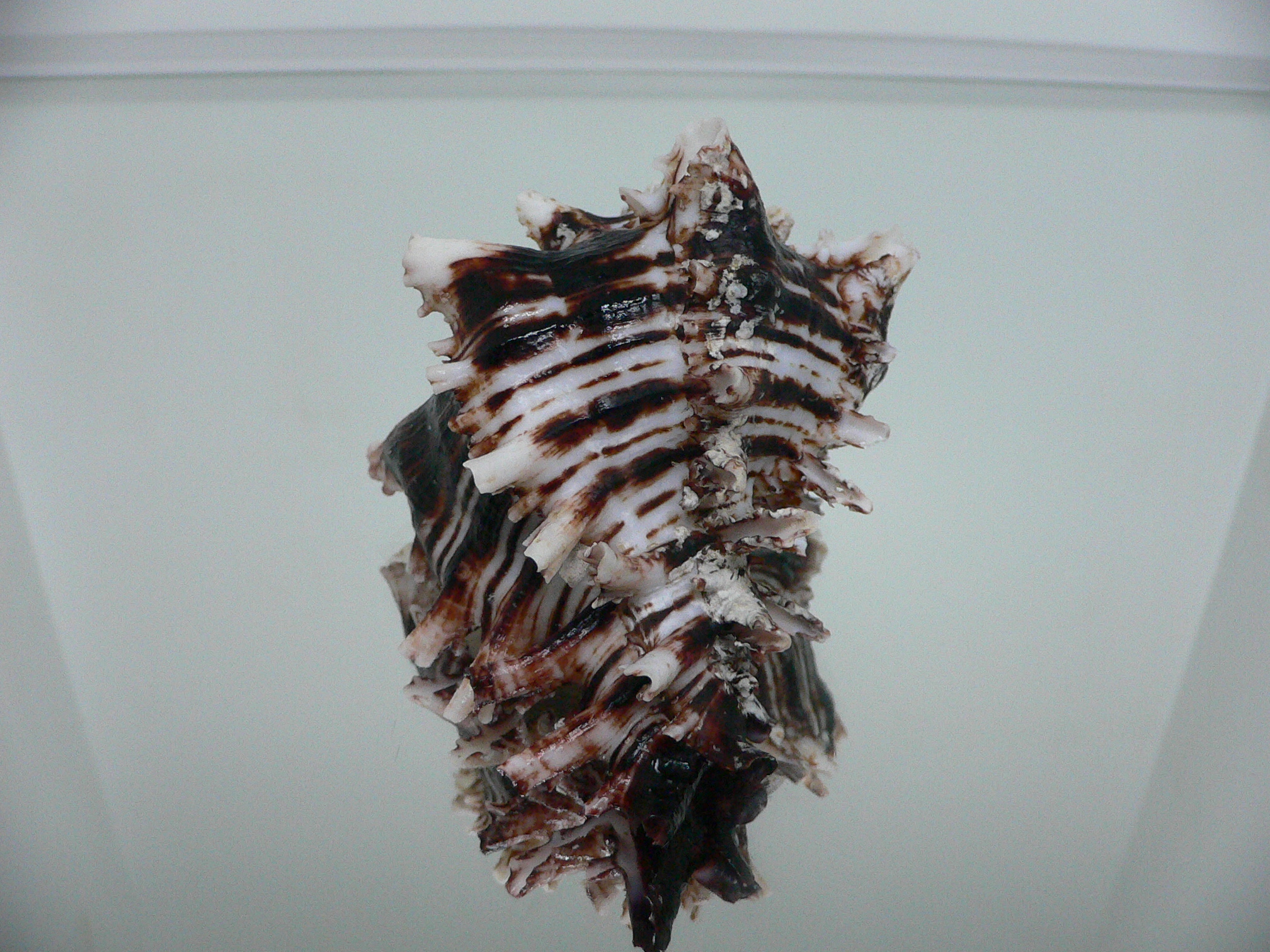 Hexaplex princeps DARK