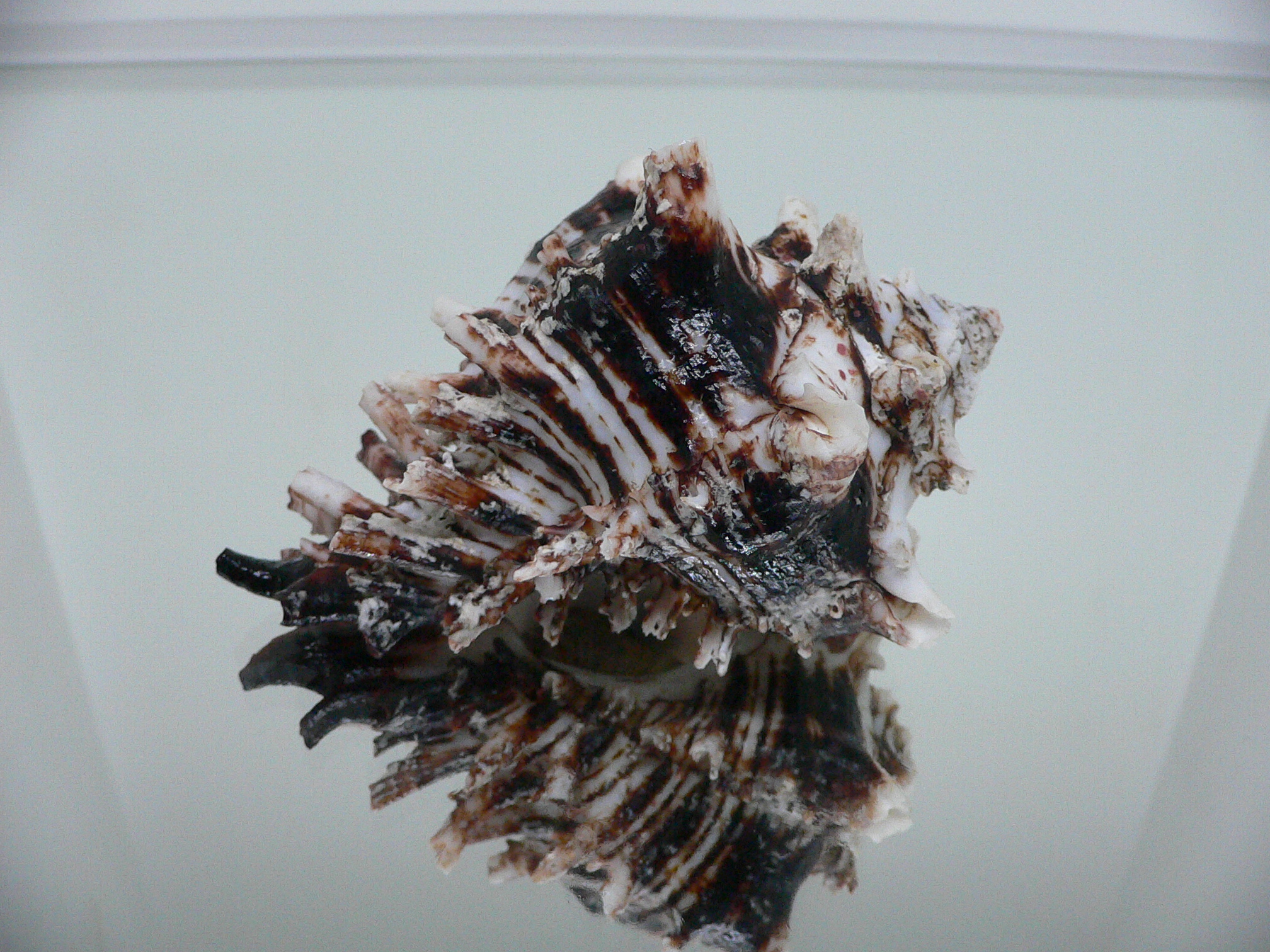 Hexaplex princeps DARK