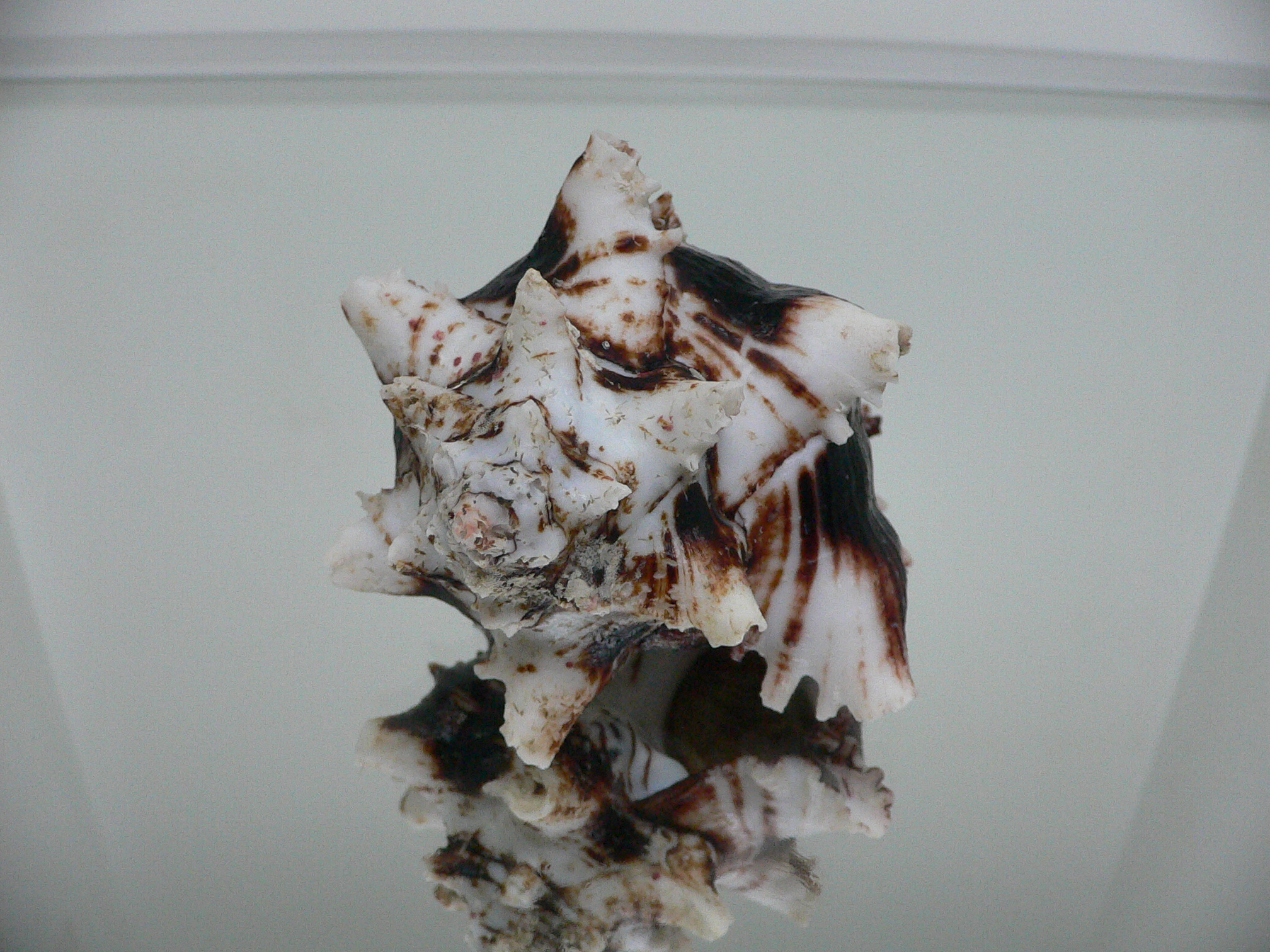 Hexaplex princeps DARK