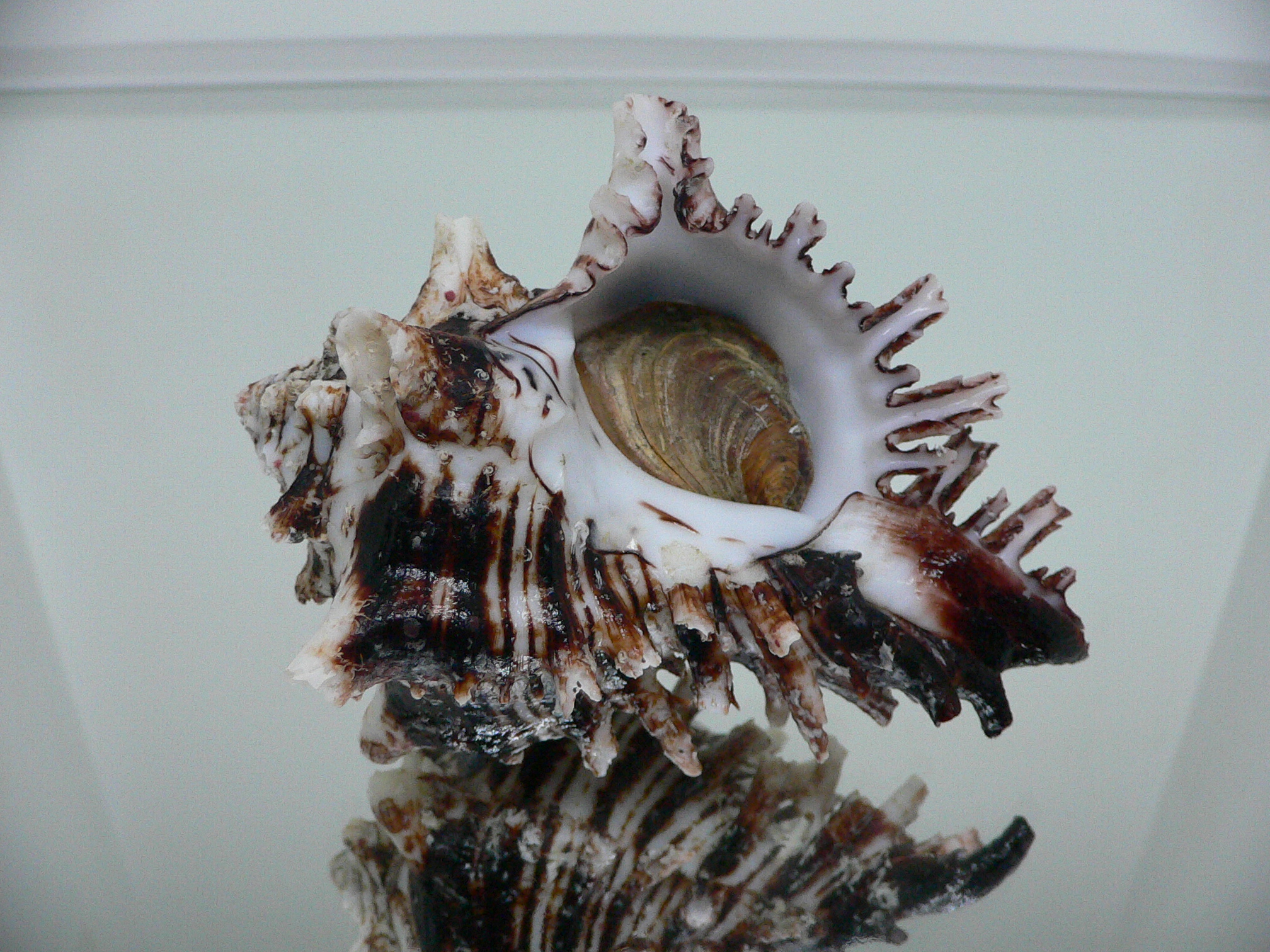 Hexaplex princeps DARK