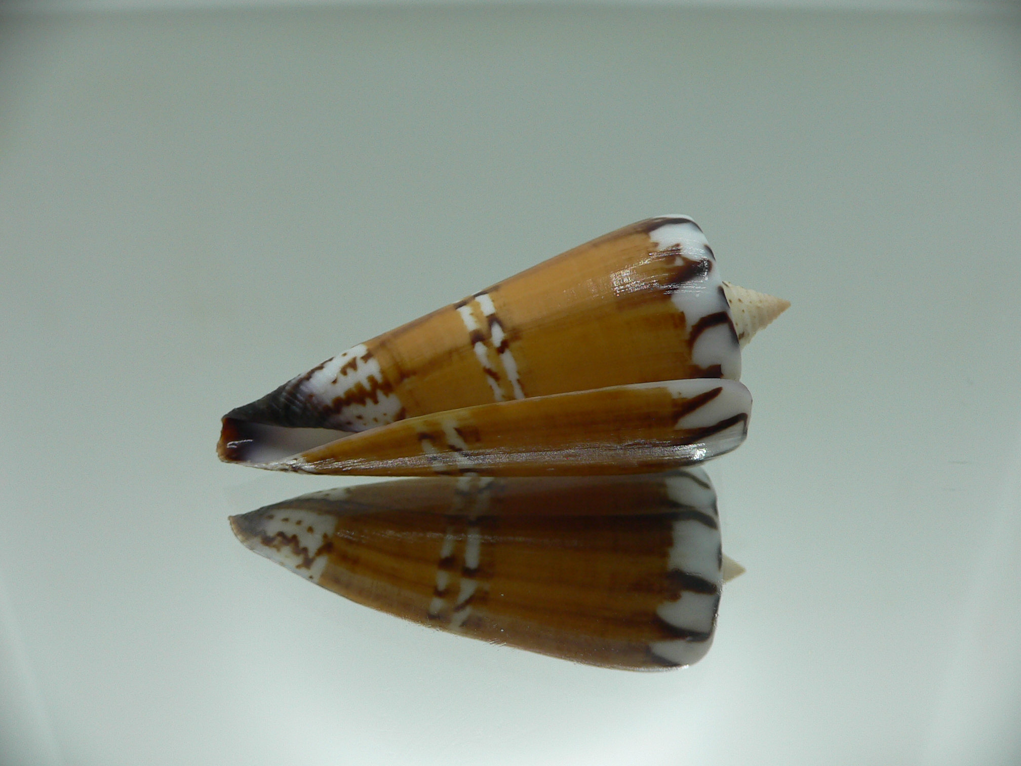 Conus generalis regenfusii (var.)