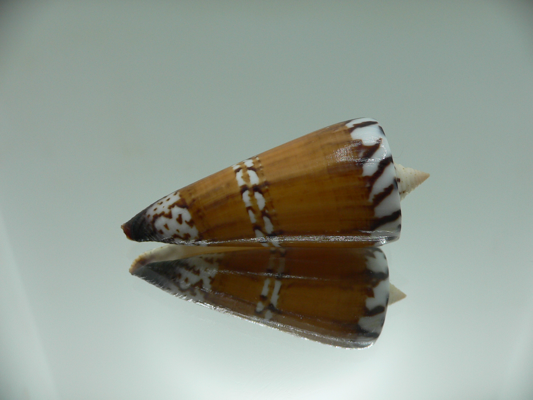 Conus generalis regenfusii (var.)