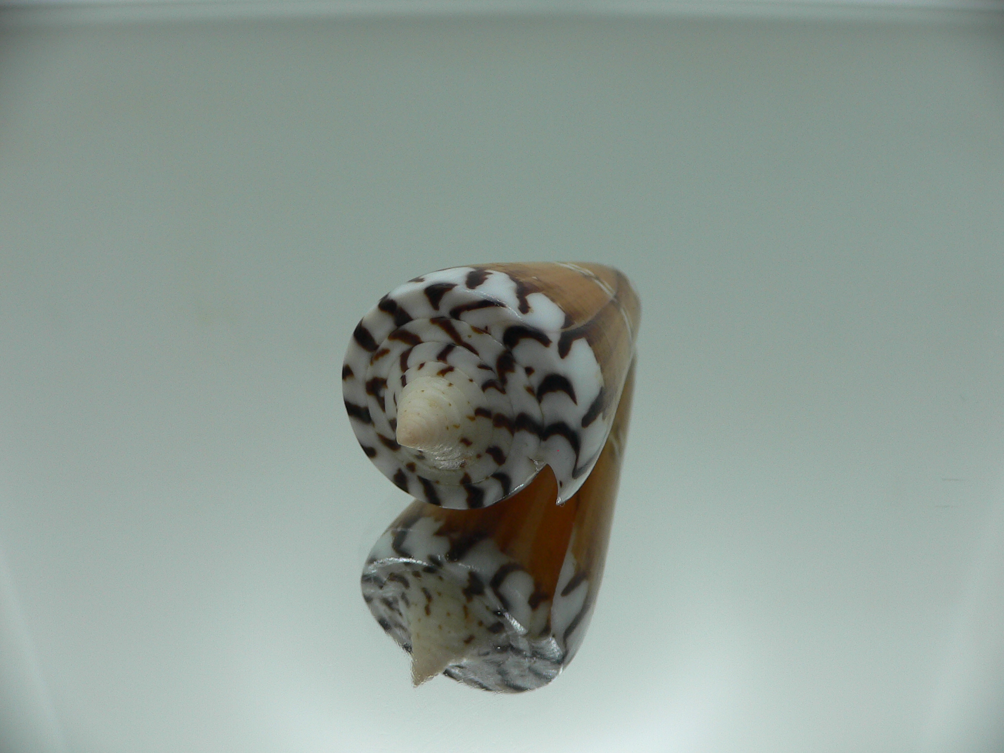 Conus generalis regenfusii (var.)