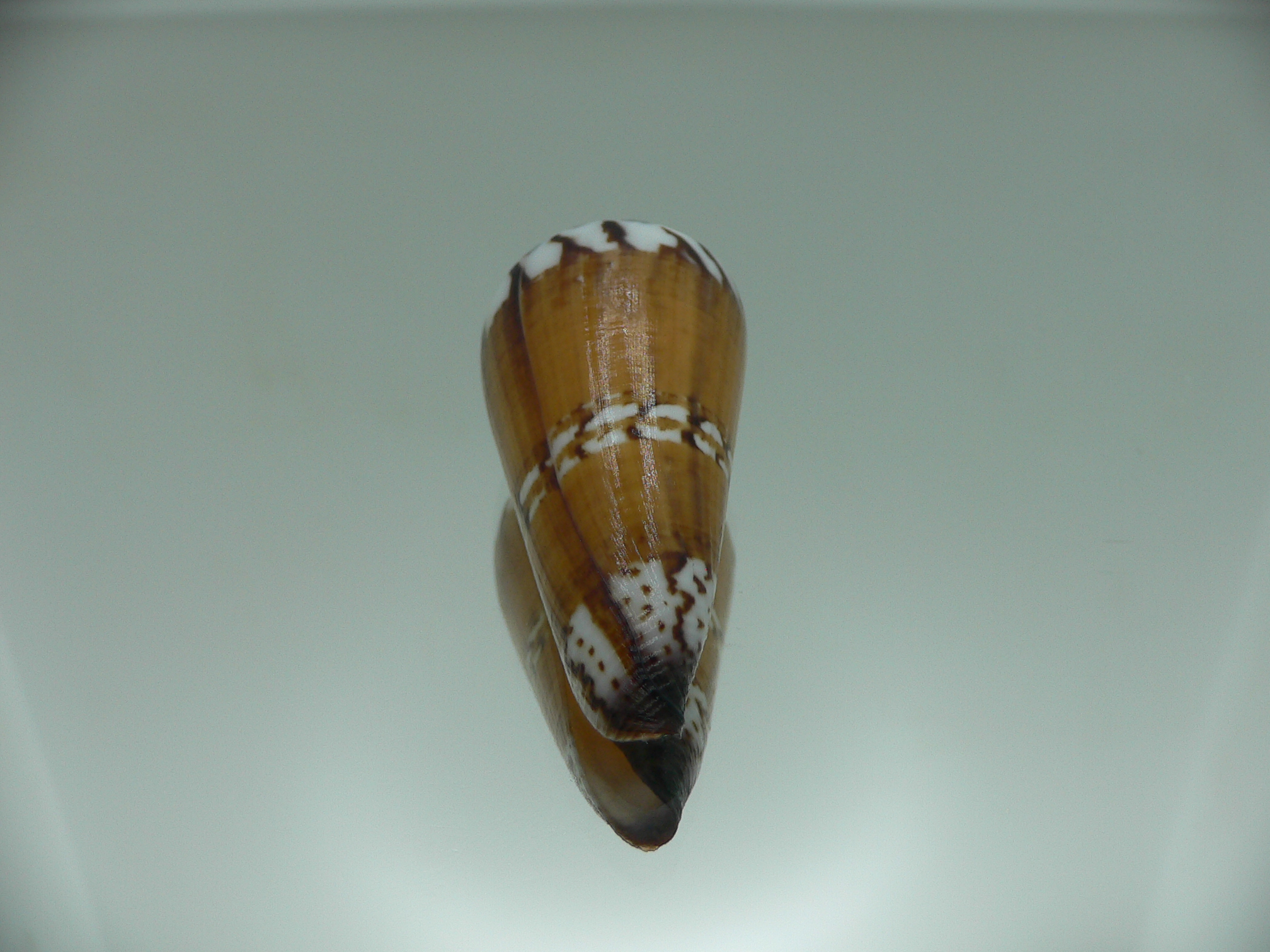 Conus generalis regenfusii (var.)