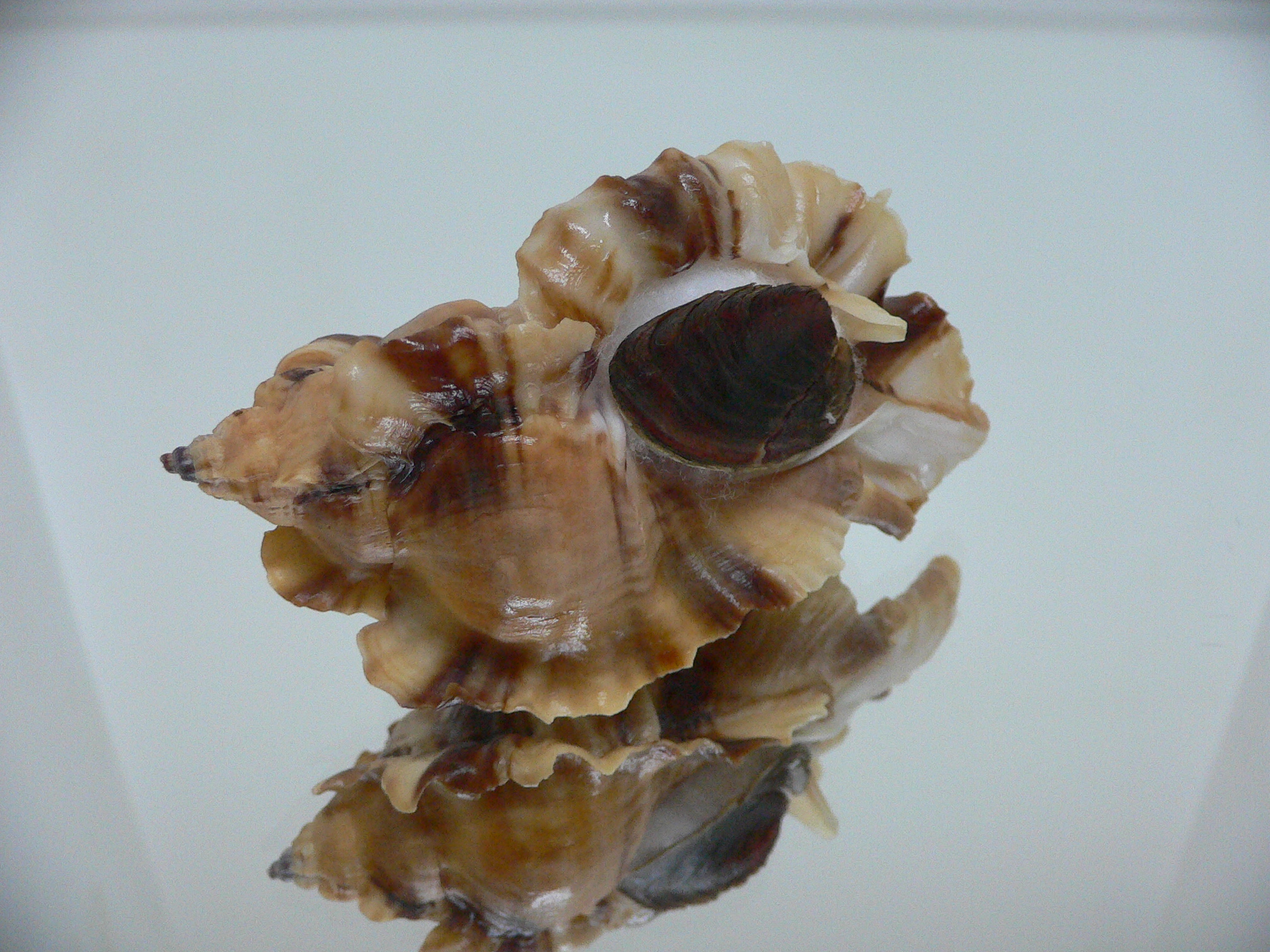 Ceratostoma burnetti coreanica (var.) BIG & RUSTY