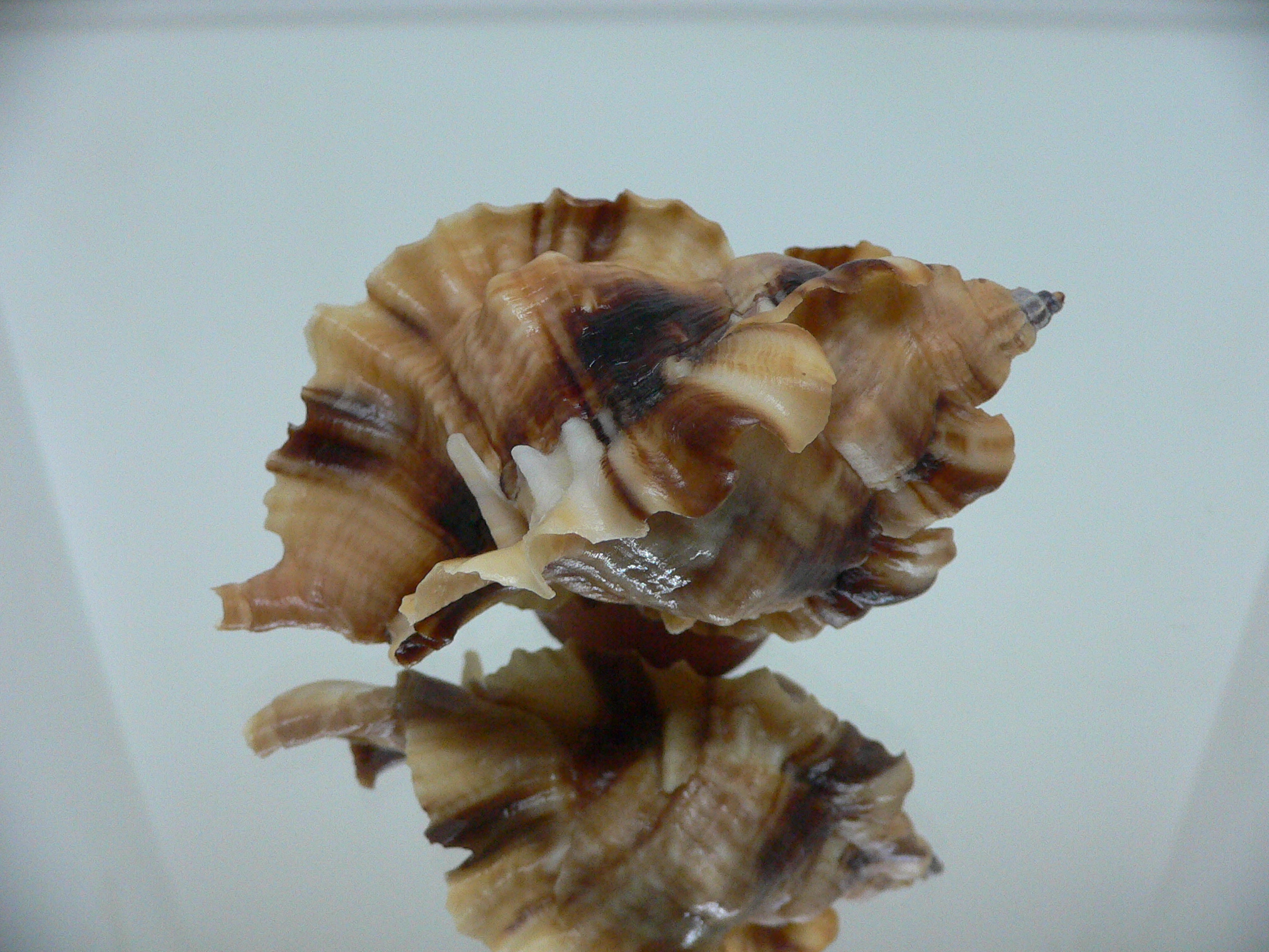 Ceratostoma burnetti coreanica (var.) BIG & RUSTY