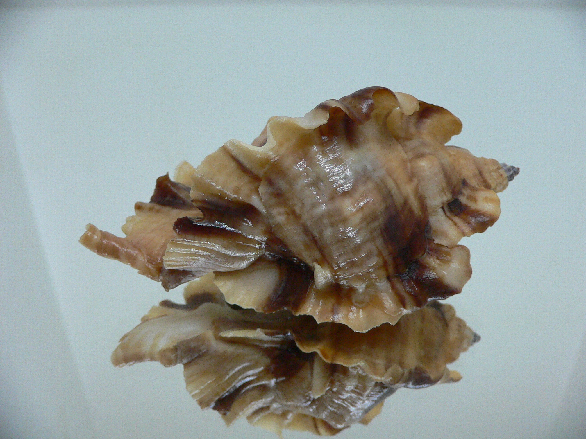 Ceratostoma burnetti coreanica (var.) BIG & RUSTY