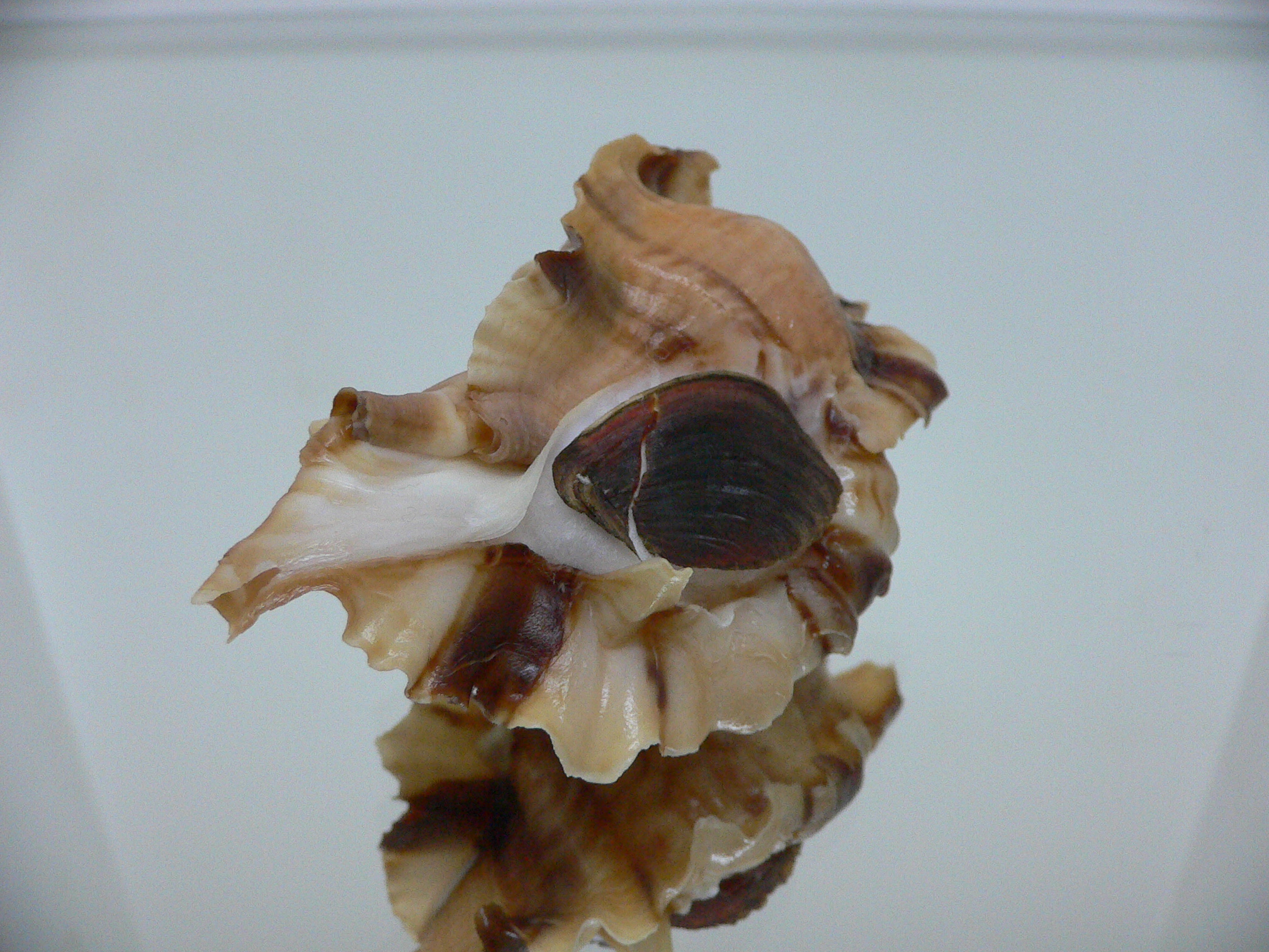 Ceratostoma burnetti coreanica (var.) BIG & RUSTY