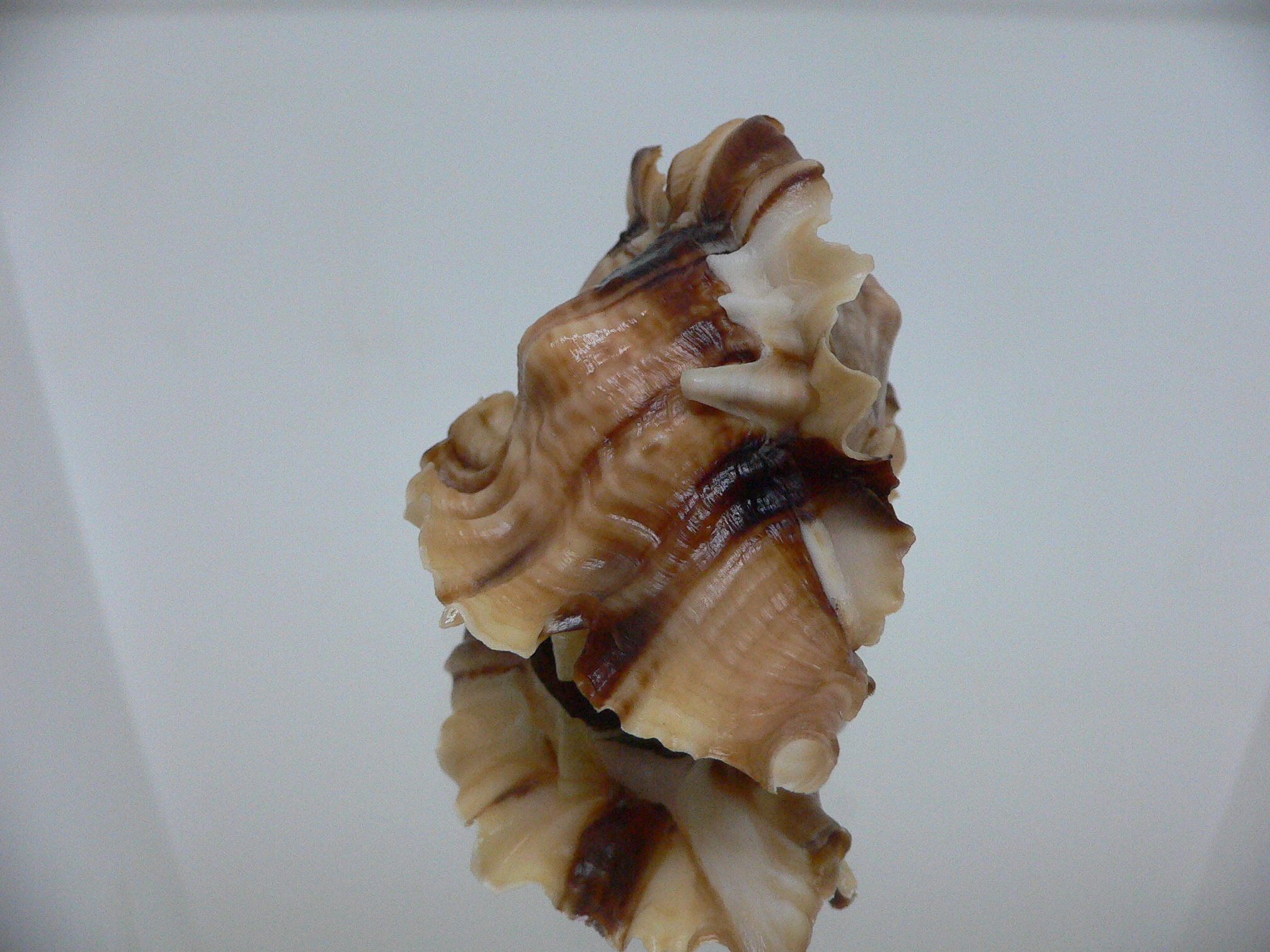 Ceratostoma burnetti coreanica (var.) BIG & RUSTY