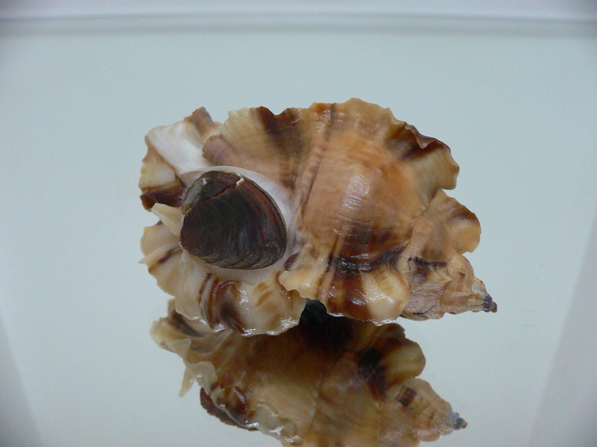 Ceratostoma burnetti coreanica (var.) BIG & RUSTY