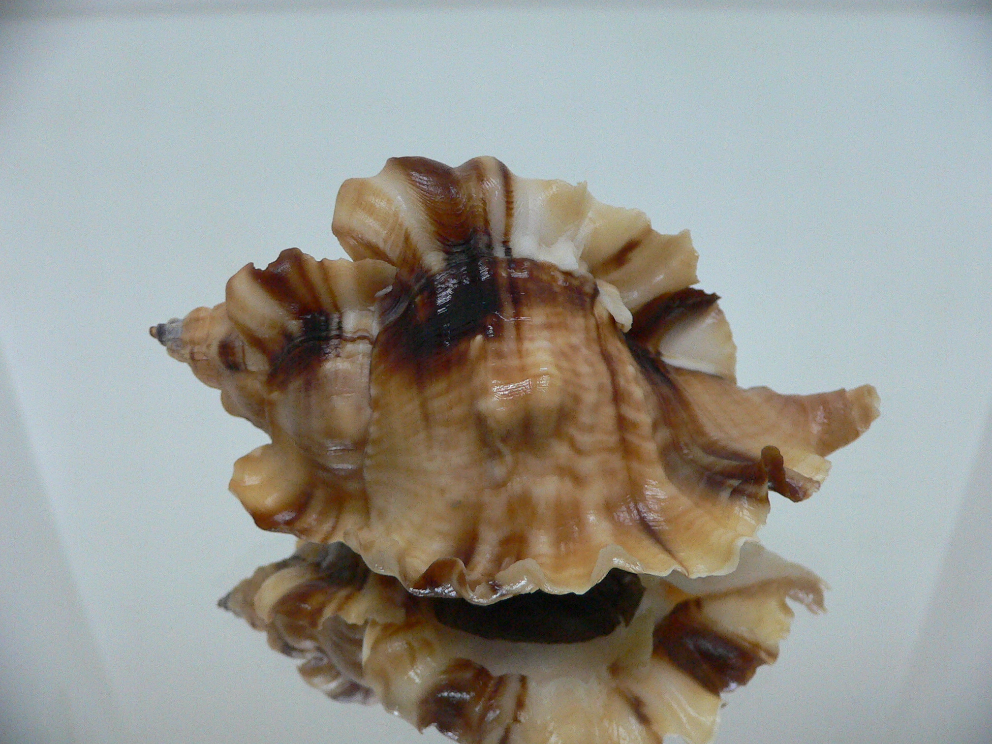 Ceratostoma burnetti coreanica (var.) BIG & RUSTY